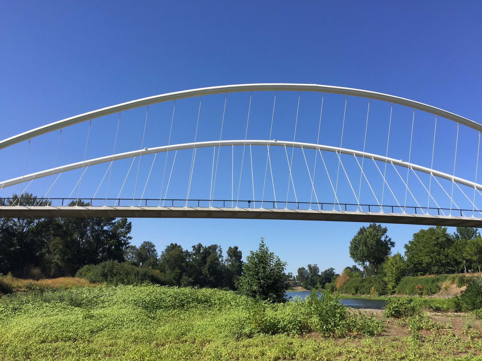 Arched bridge with steel cables and concrete deck viewed from vegetated riverbank under clear sky