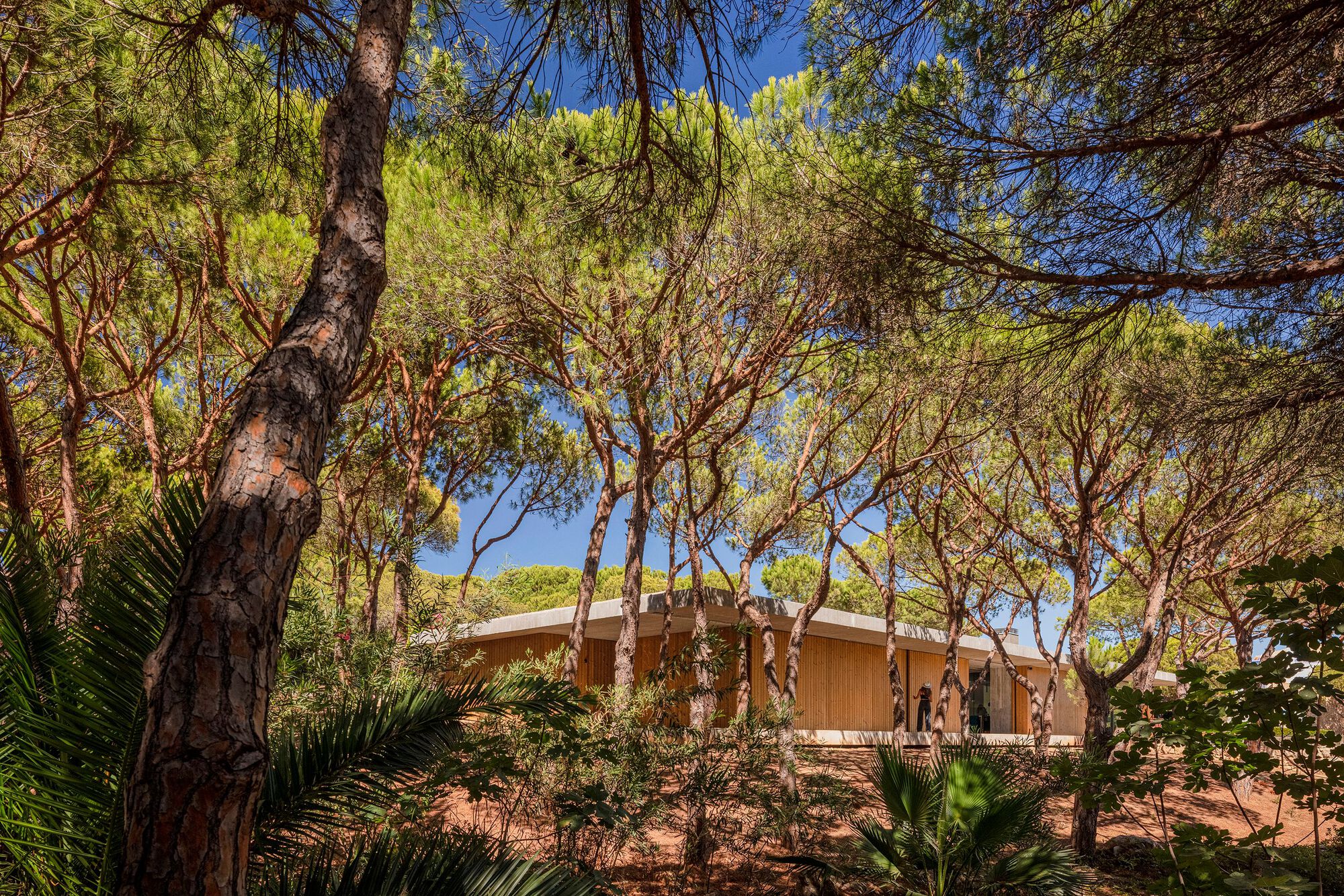 Low timber volume sheltered beneath tall pine trees and dense understory vegetation