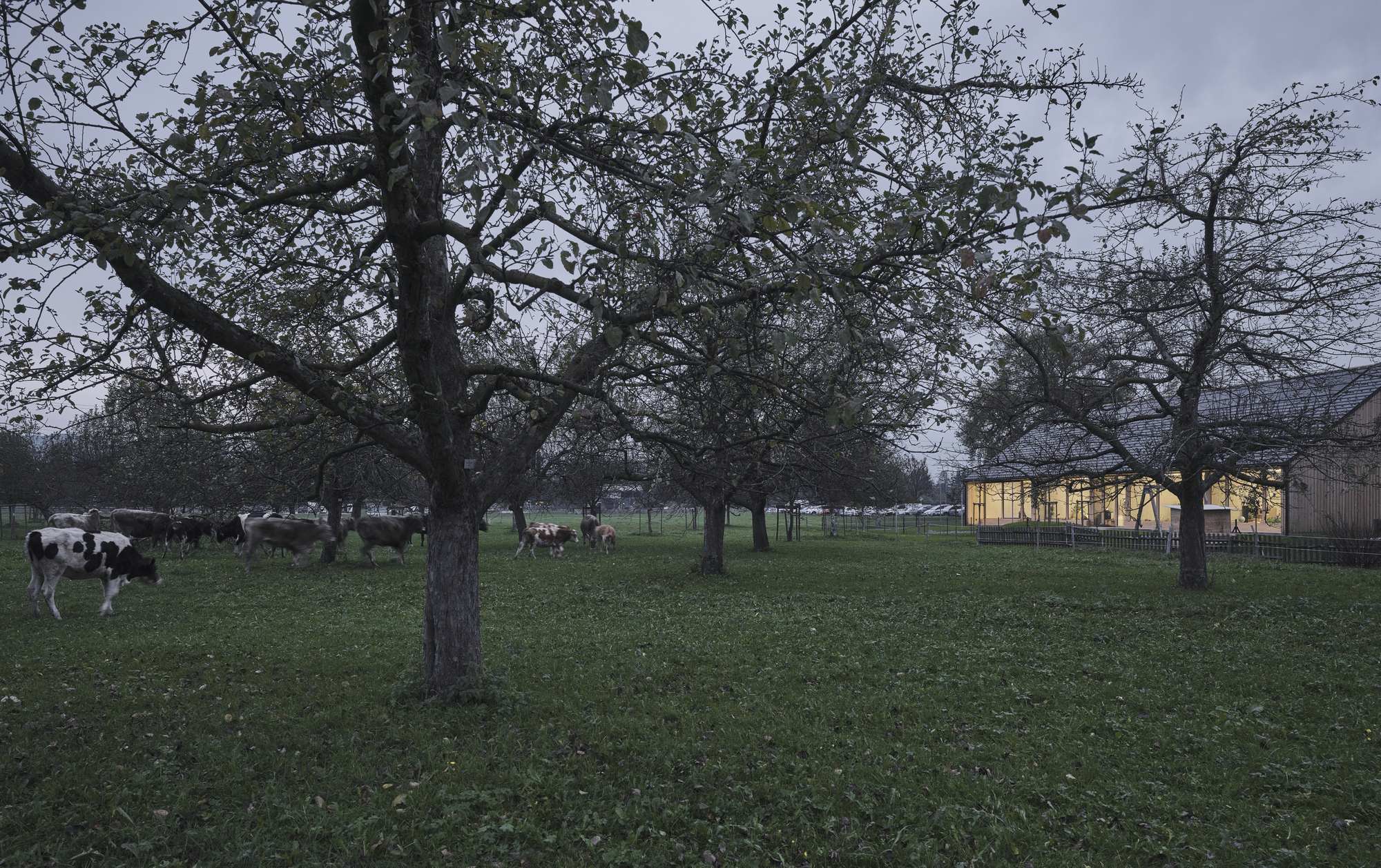 View of the illuminated glass pavilion across a grassy pasture with cows and bare fruit trees at dusk