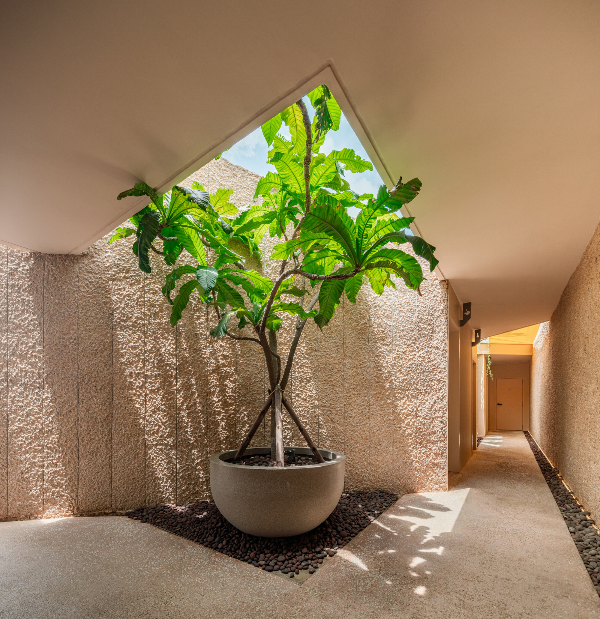 Interior courtyard with a potted fig tree beneath a triangular skylight and textured walls