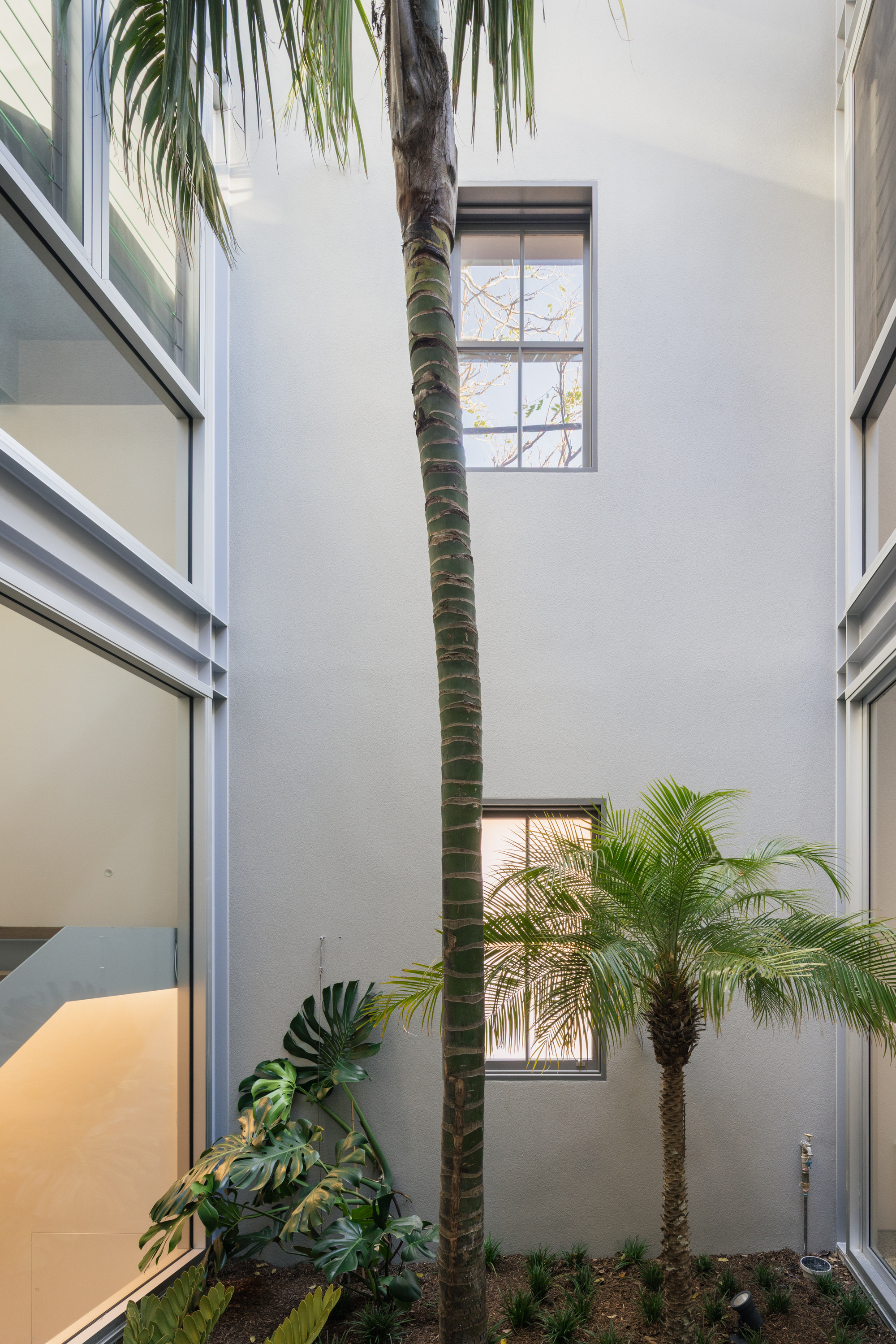 Double-height courtyard with tall palm tree growing between white walls and steel-framed windows