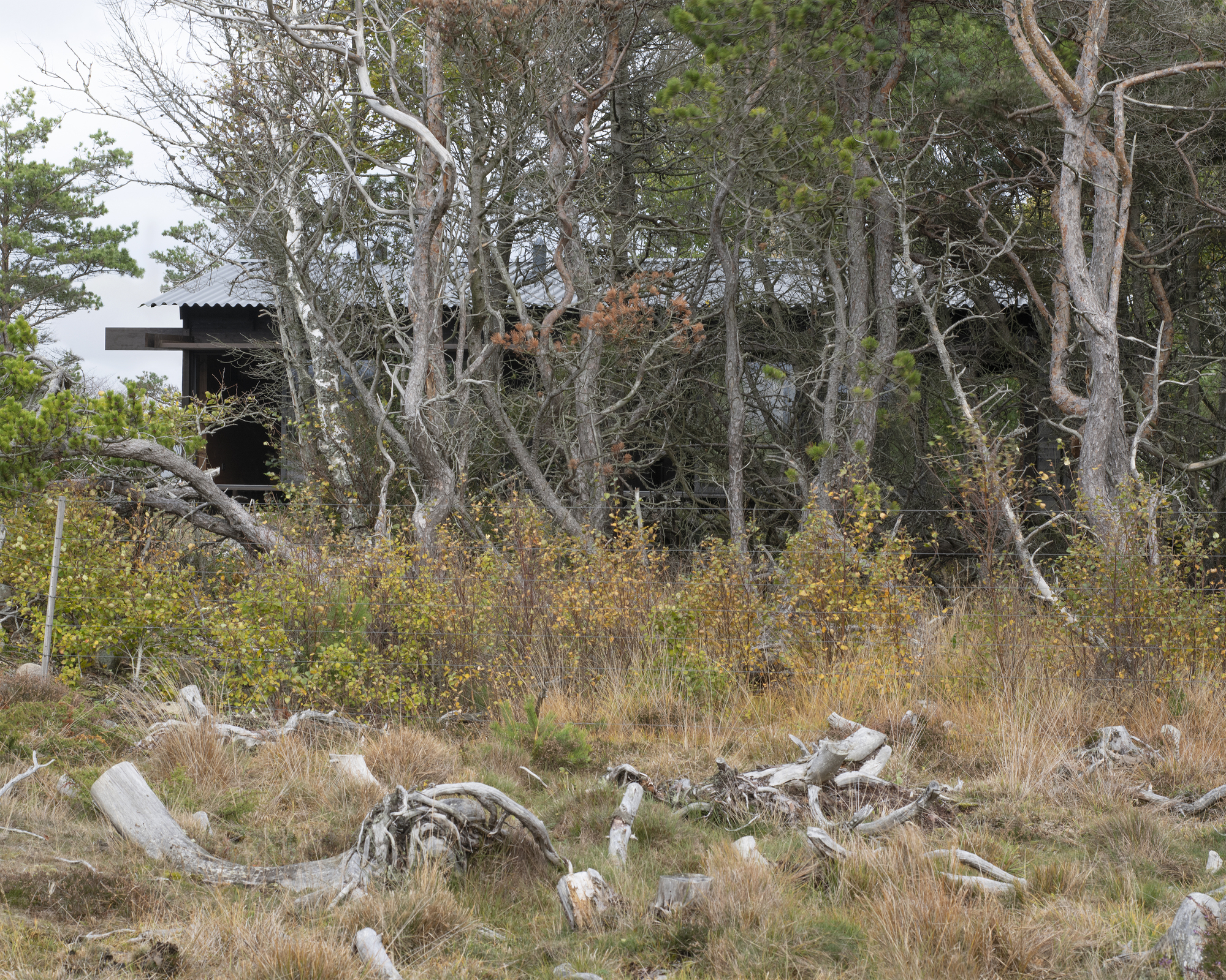 Distant view of the cabin roof through bare birch trees and autumn grasses with driftwood scattered below