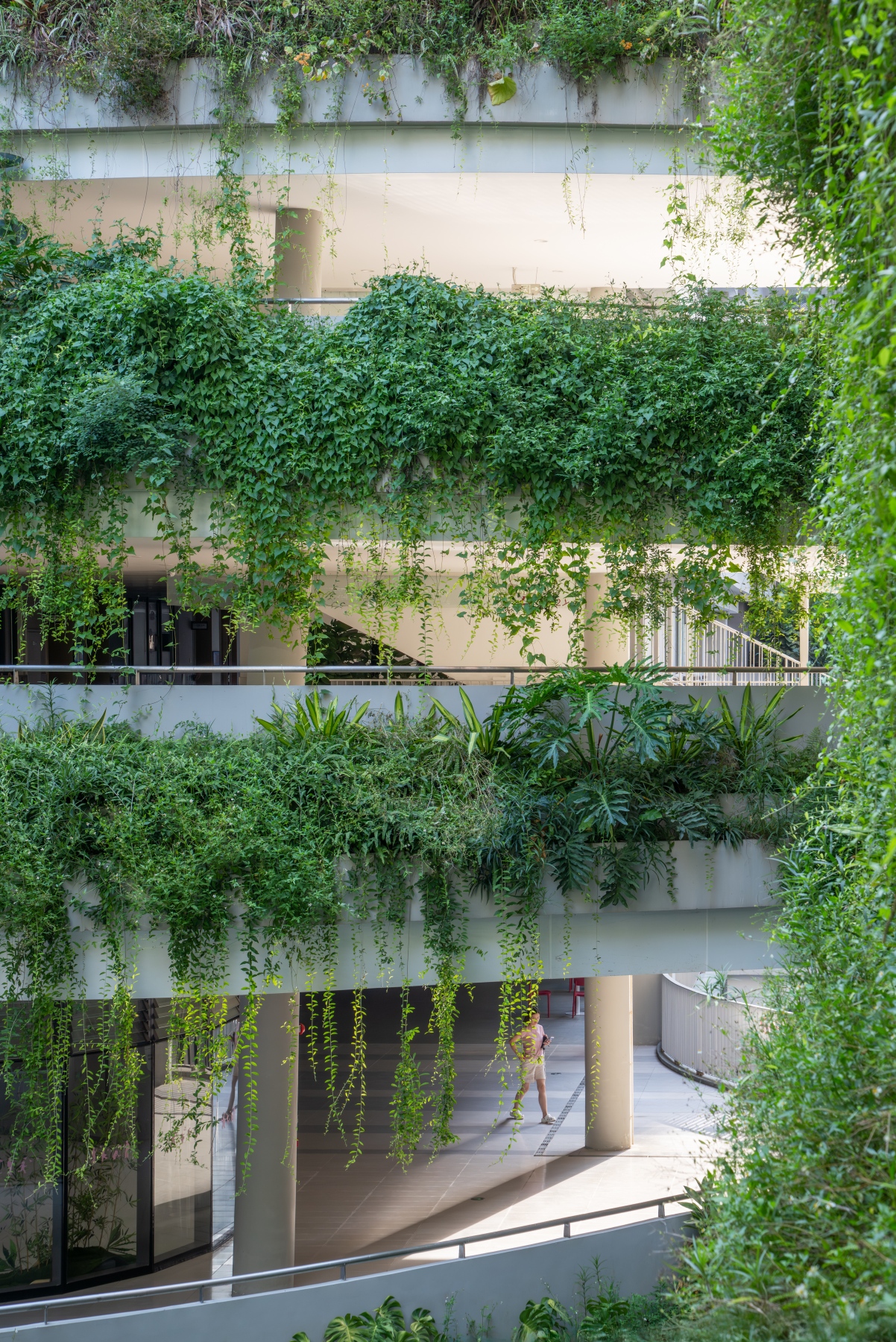 Section through planted terraces with cascading vines and a person walking the lower-level pathway in dappled light