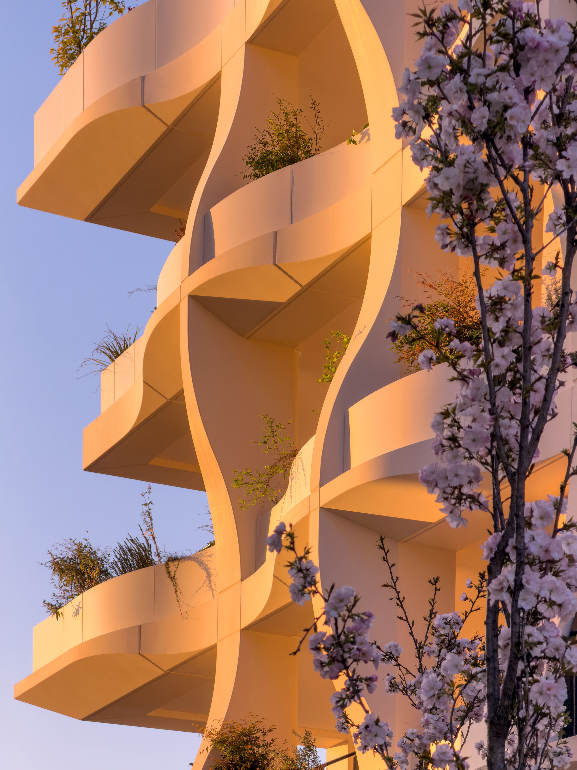 Stacked balconies with planted greenery and flowering jacaranda tree at golden hour