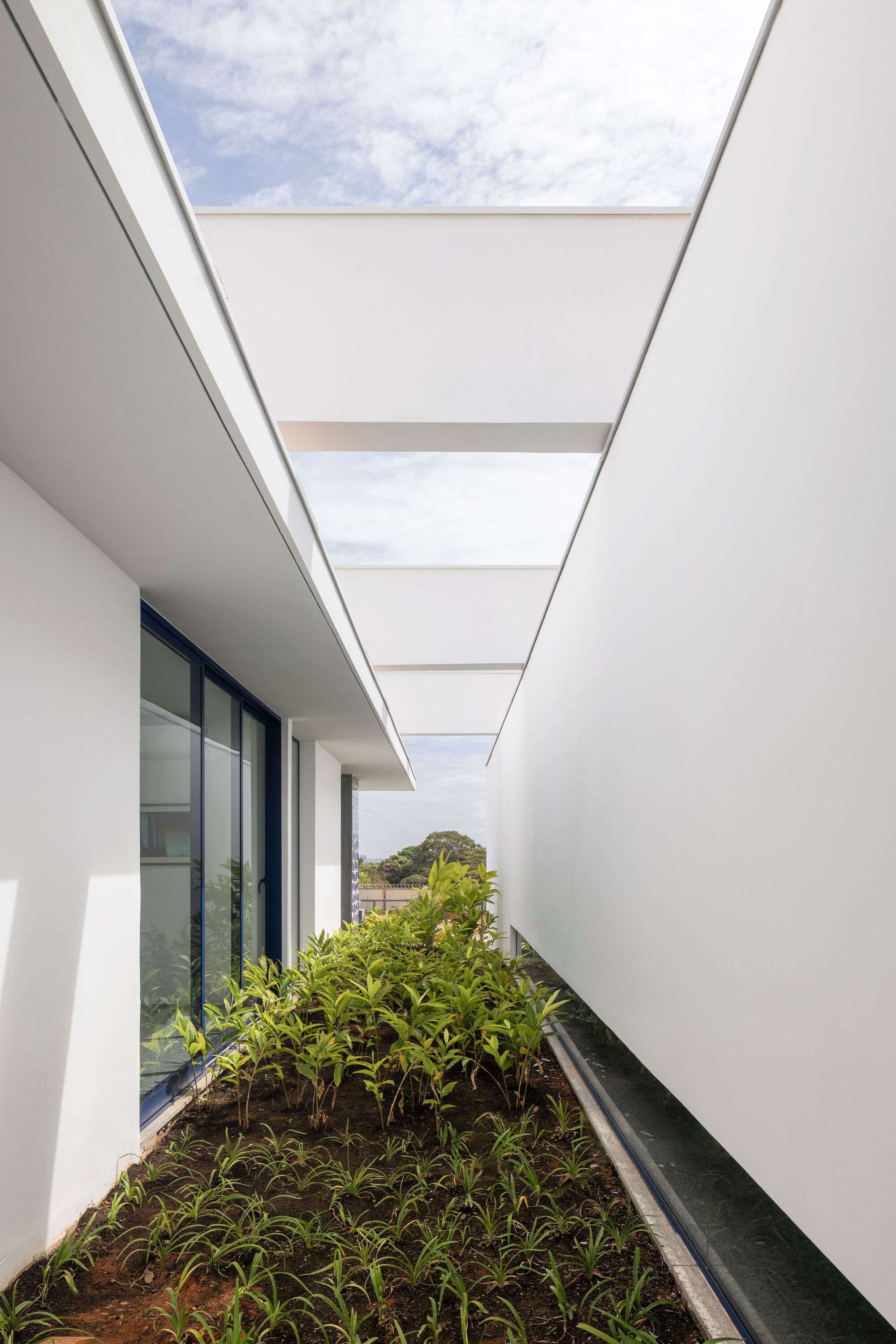 Planted terrace with white walls and overhead skylights framing blue sky and distant trees