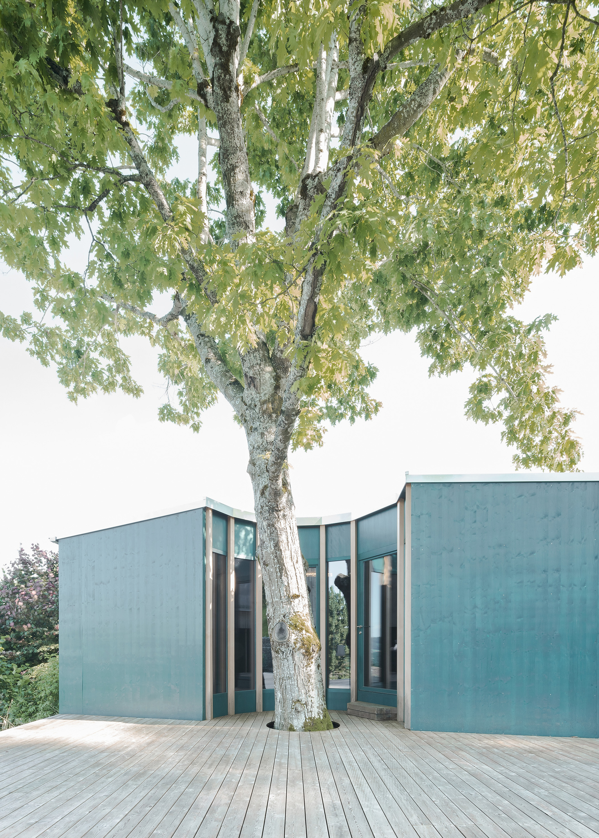 Timber deck terrace with patinated metal wall panels wrapping around an existing mature tree trunk