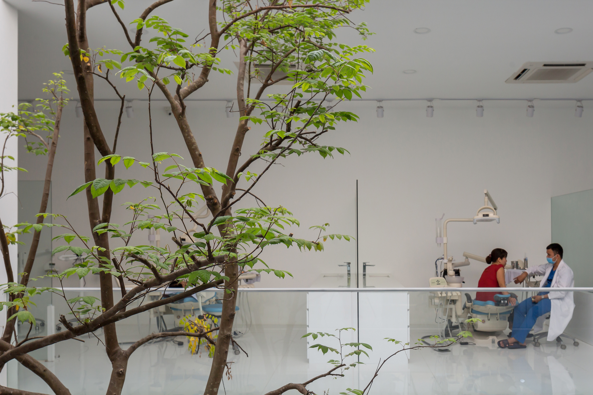 Interior courtyard with a tree growing through the white floor near dental chairs and two people working