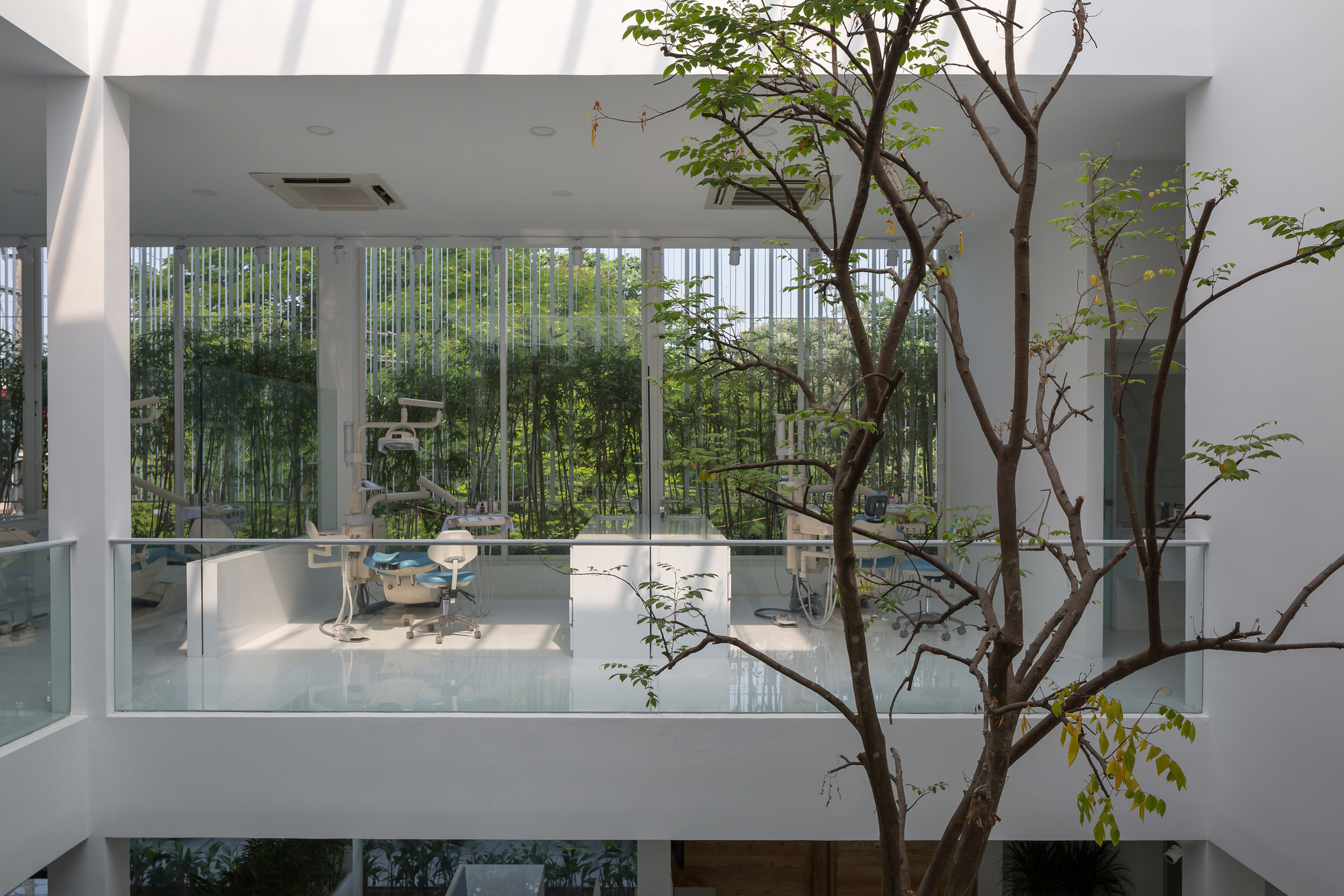 Double-height interior space with a tree rising past glass balustrades and bamboo visible through windows