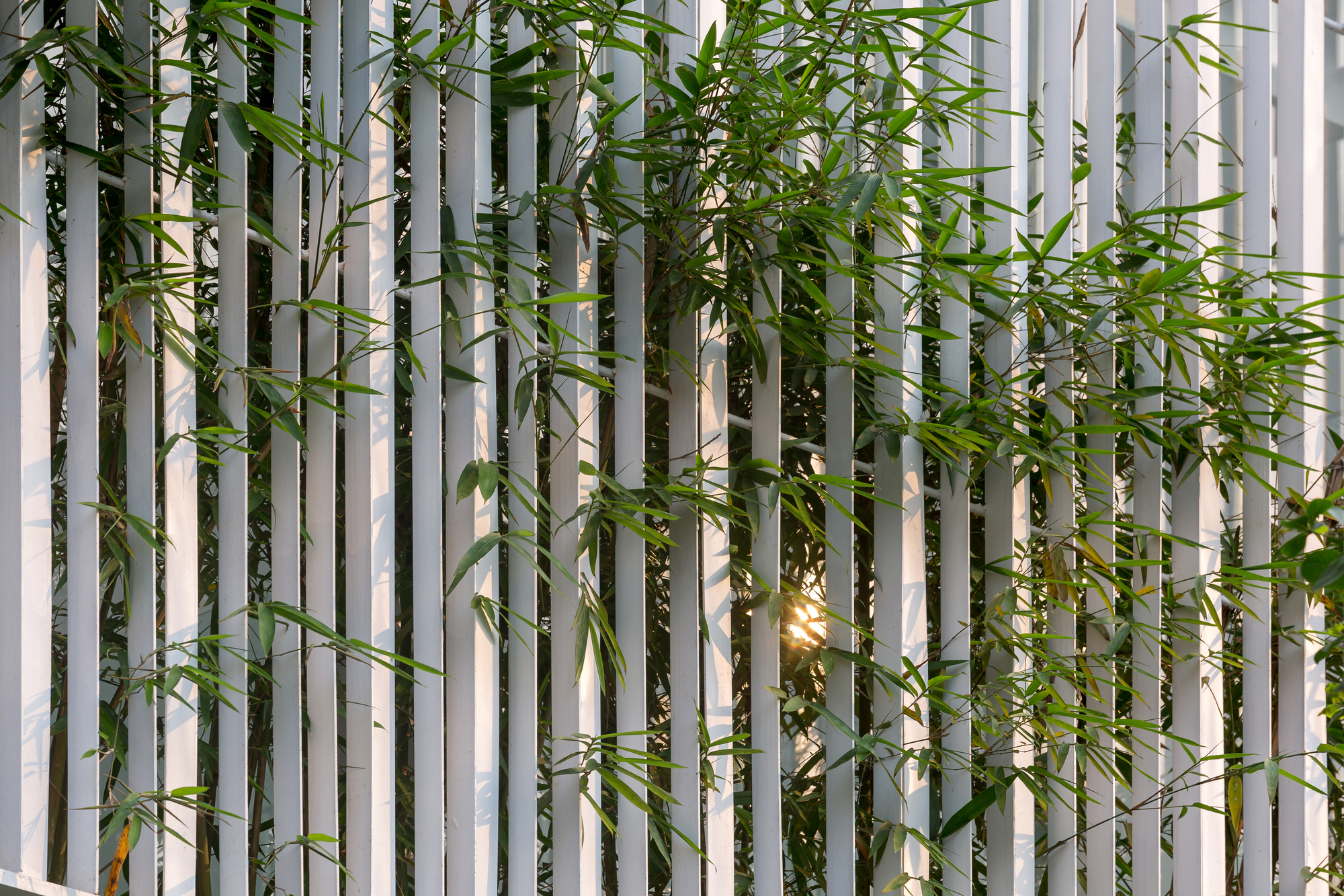 Close-up of vertical white slats with climbing vines and bamboo foliage filtering evening light