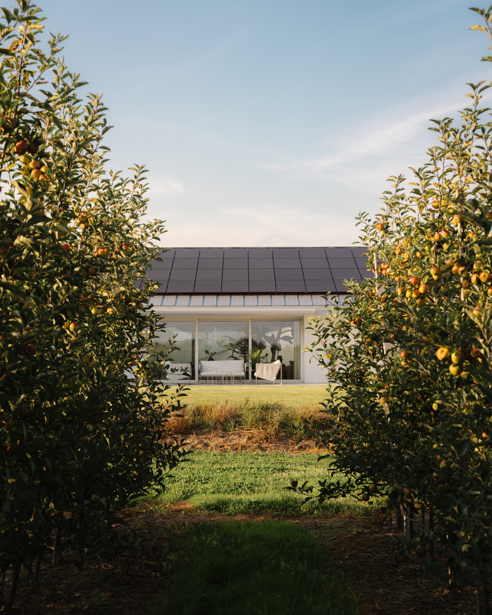 View through the orchard rows toward the glass facade and metal panel roof at golden hour