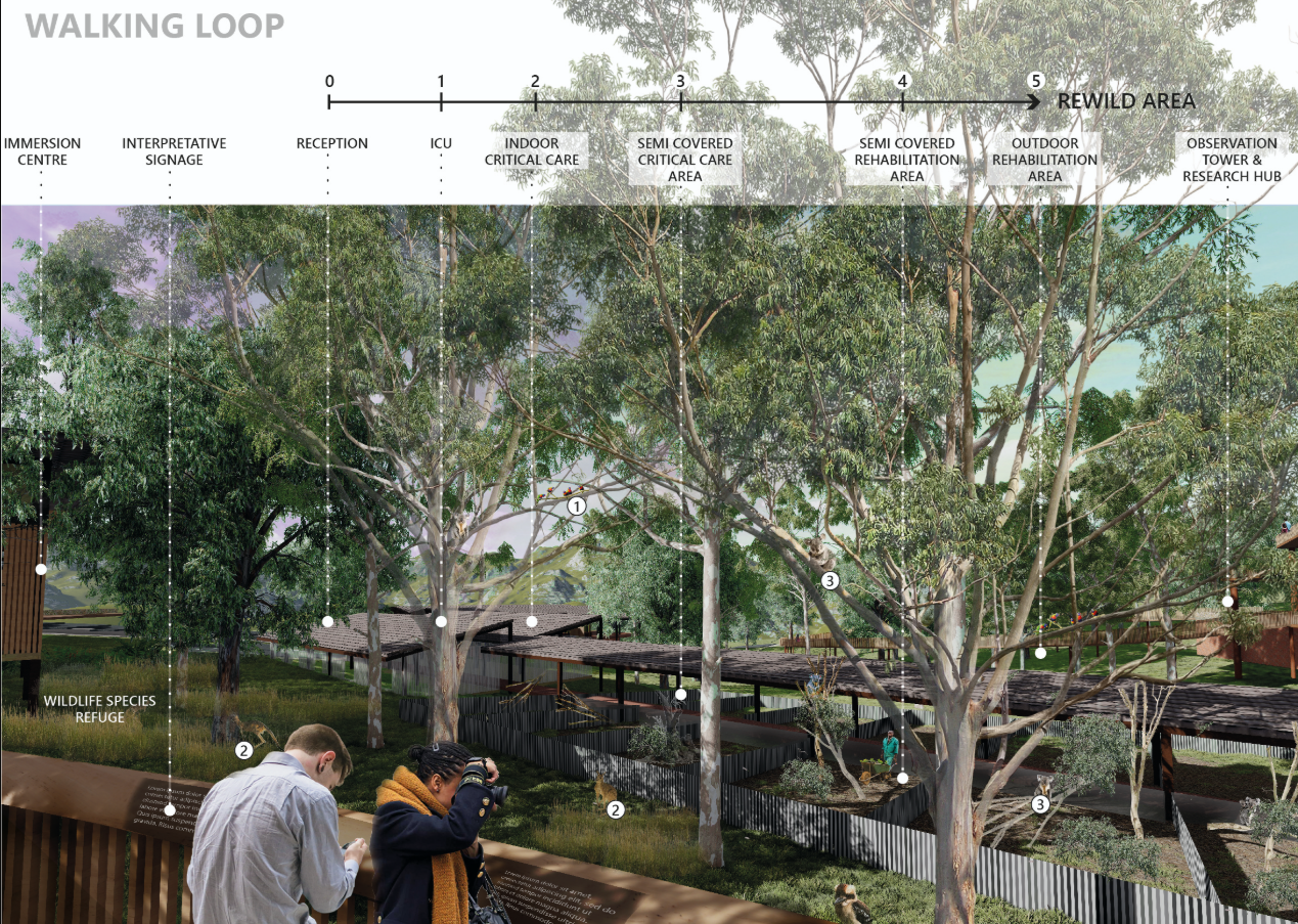 Elevated walking loop guiding visitors through koala rehabilitation zones, ecological corridors, and immersive wildlife observation experiences.