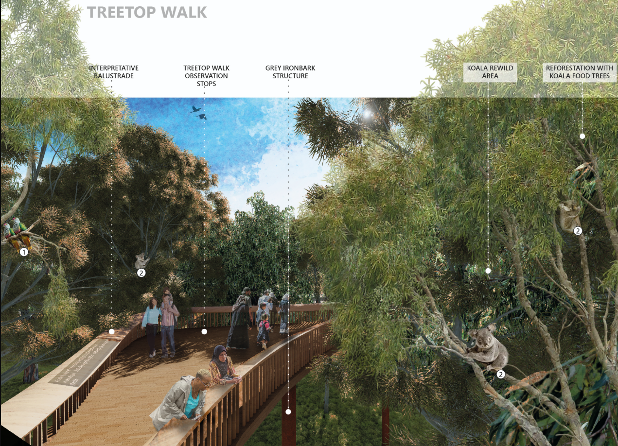 Treetop walk immersed within eucalyptus canopies, allowing close observation of koalas and restored forest ecosystems.