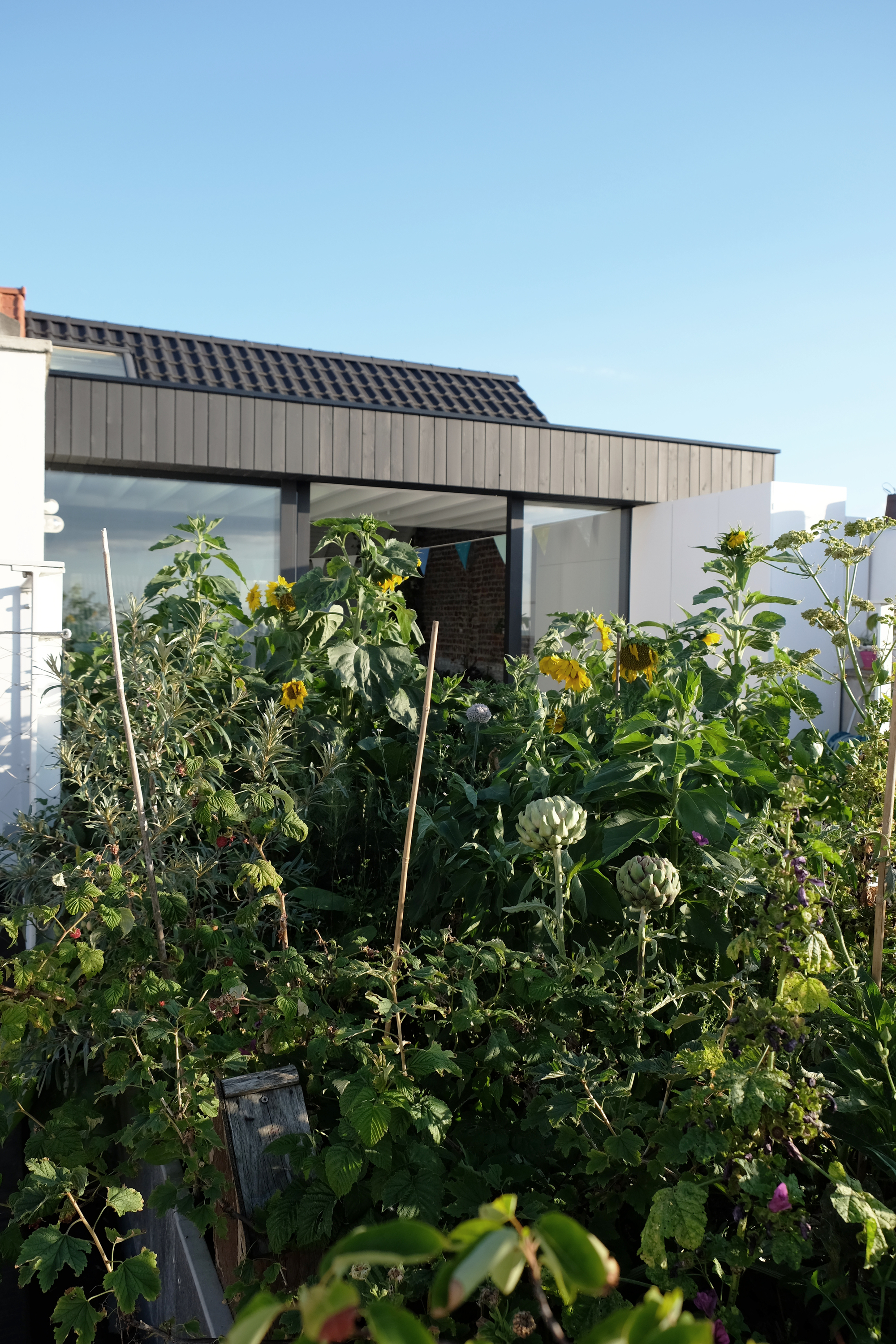 Rooftop extension with timber cladding and flat roof rising above a vegetable garden under blue sky