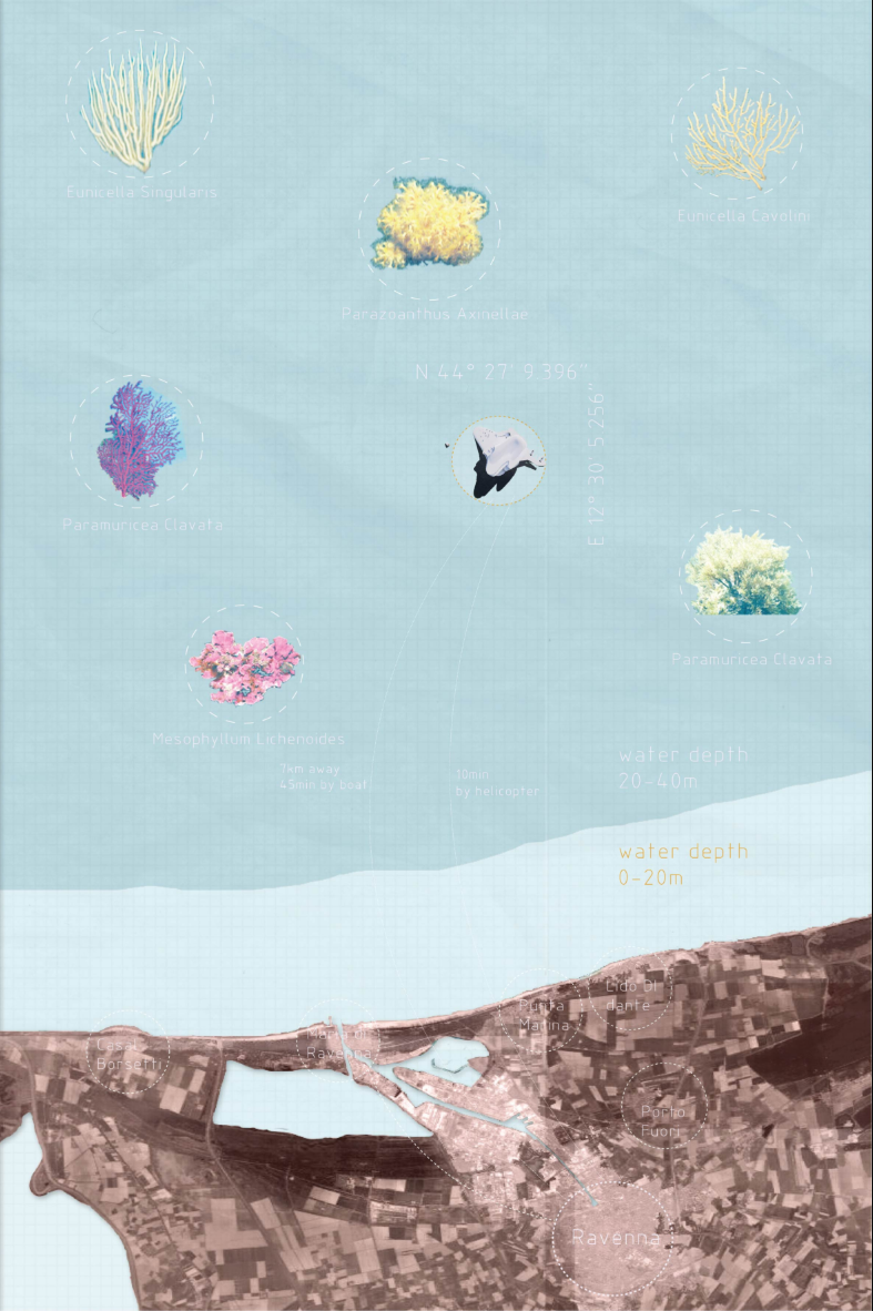 Coral biodiversity mapping informs Horizon's ecological strategy and connection to marine habitats.