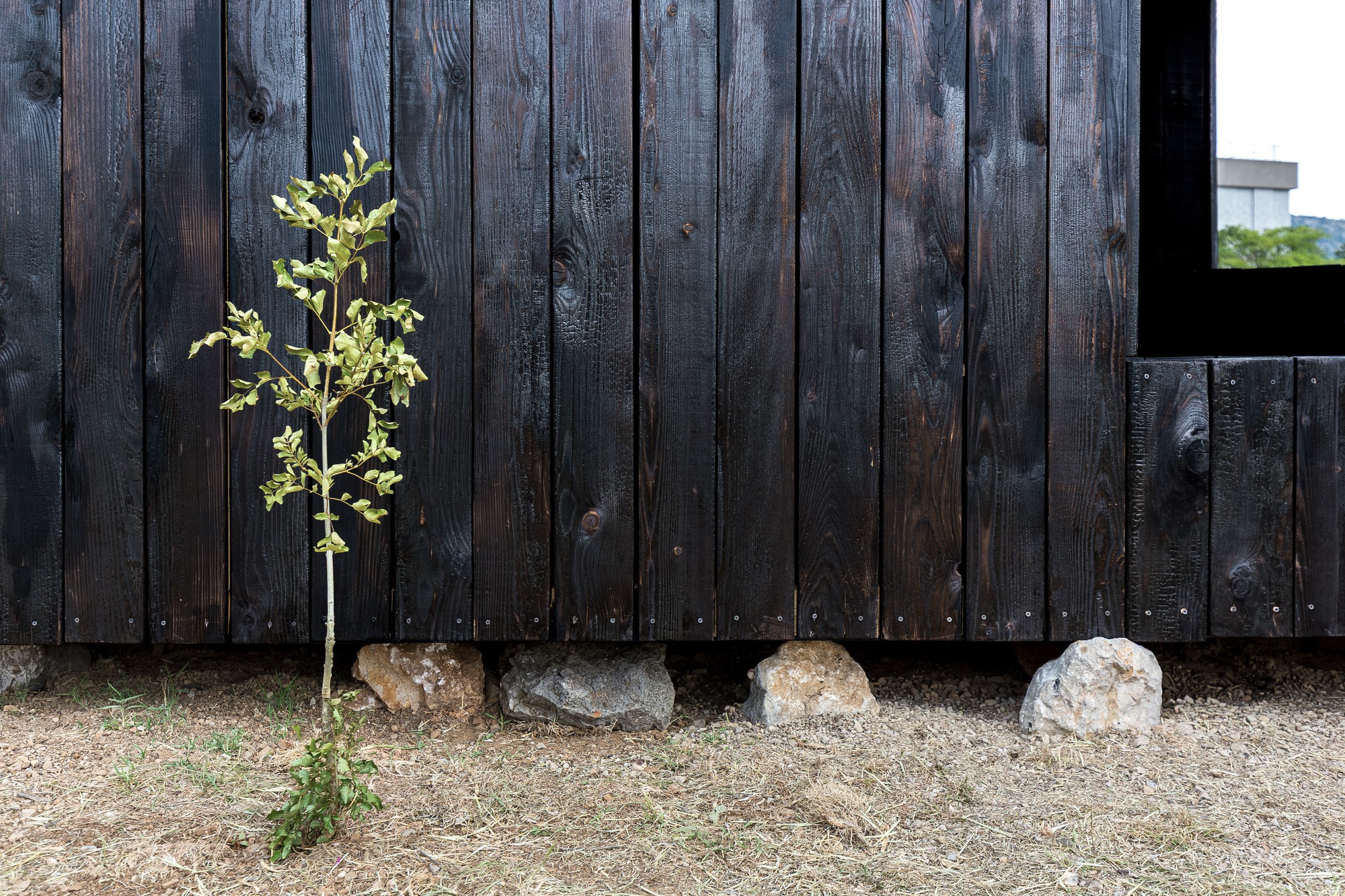 Charred timber cladding with a young sapling and stone foundation blocks on gravel ground