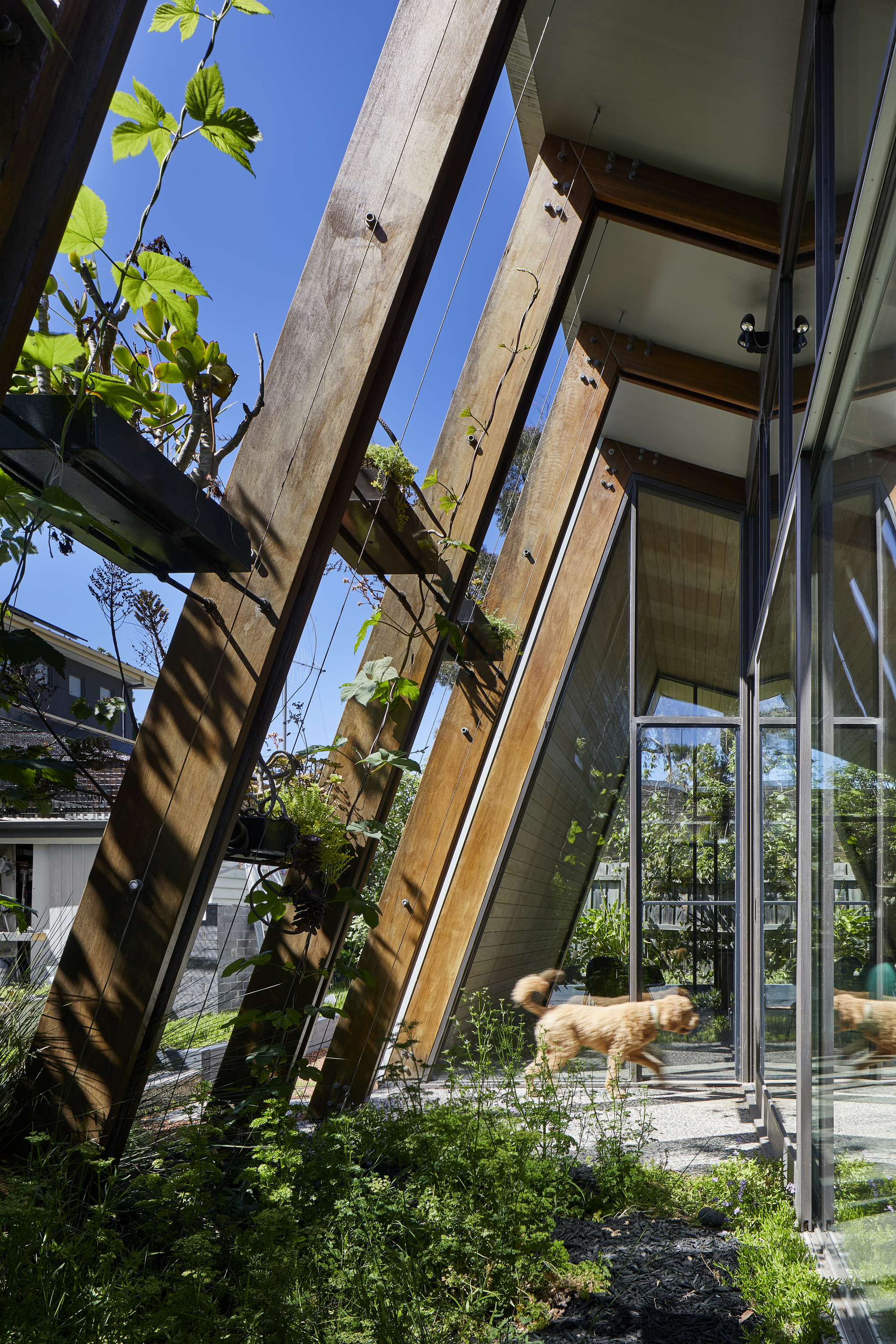 Angled timber structural columns supporting the roof with climbing vines and a dog running through the garden below