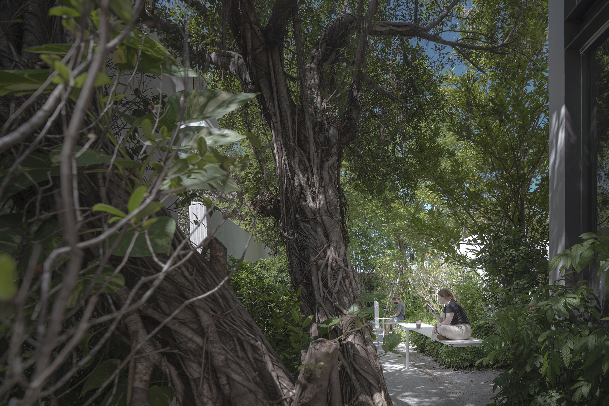 Gnarled tree trunk wrapped with aerial roots beside a gravel path and seated figure