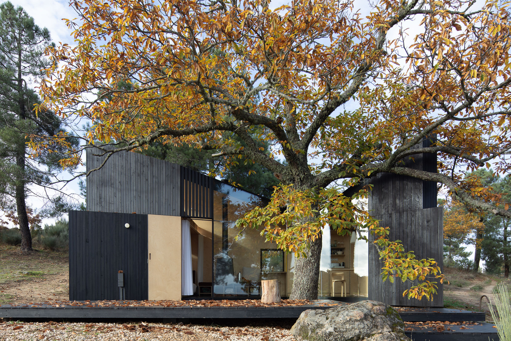 Dark timber-clad volumes with large glazed openings nestled beneath an oak tree with autumn foliage