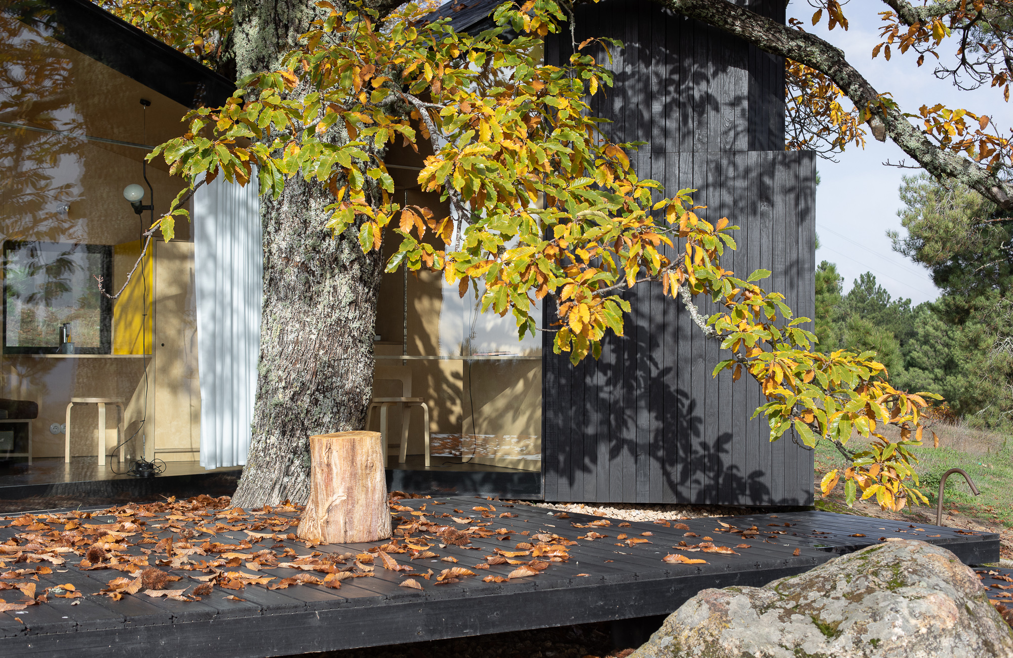 Timber deck wrapping around a cut tree trunk with fallen autumn leaves scattered across the surface