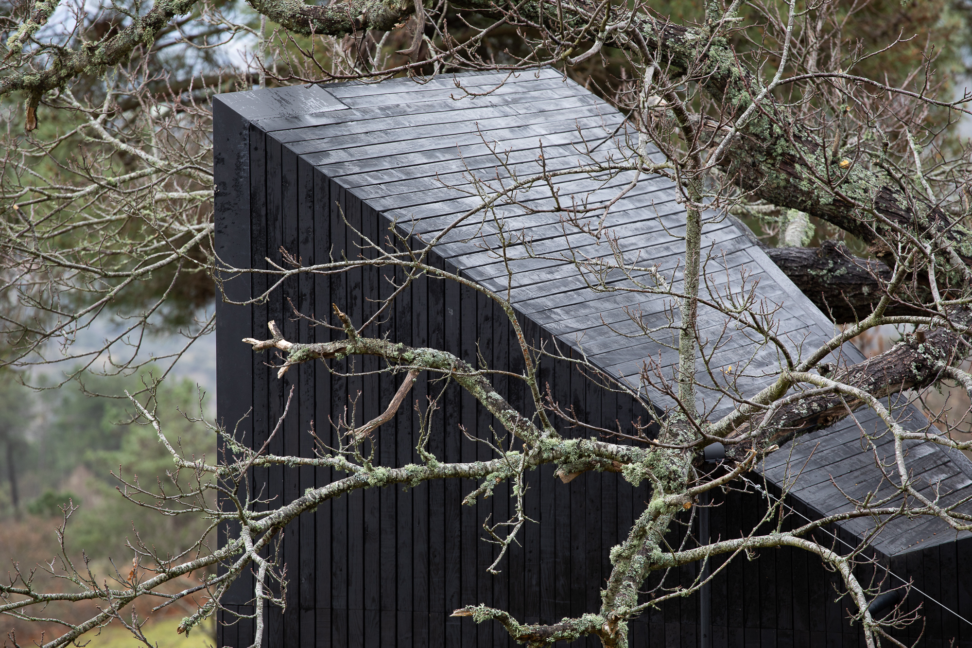 Charred timber facade with angled roof planes viewed through moss-covered branches in winter