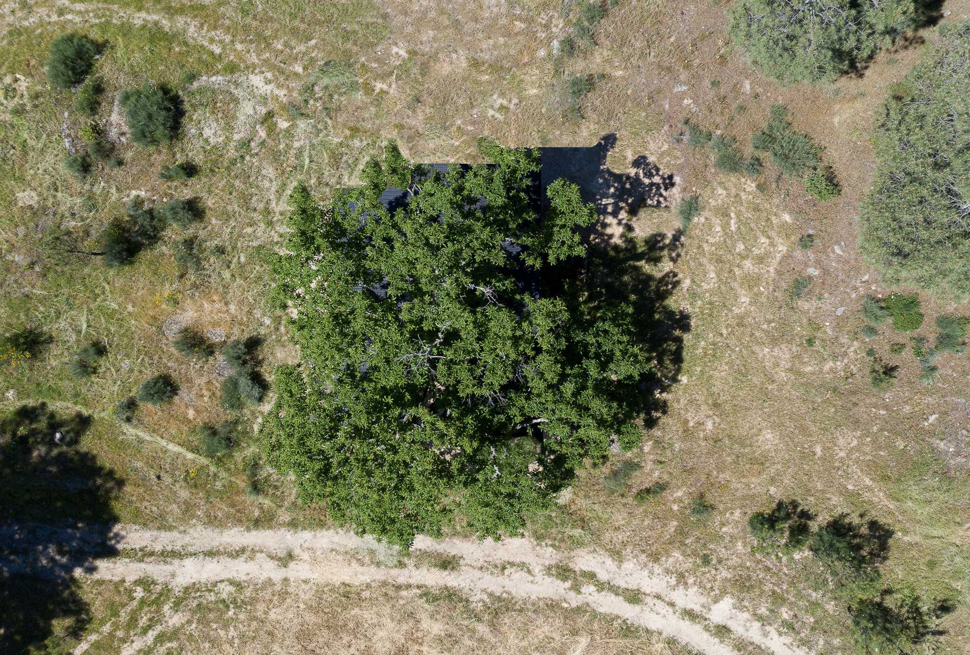 Aerial view of the dark building nestled beneath a dense tree canopy in dry grassland