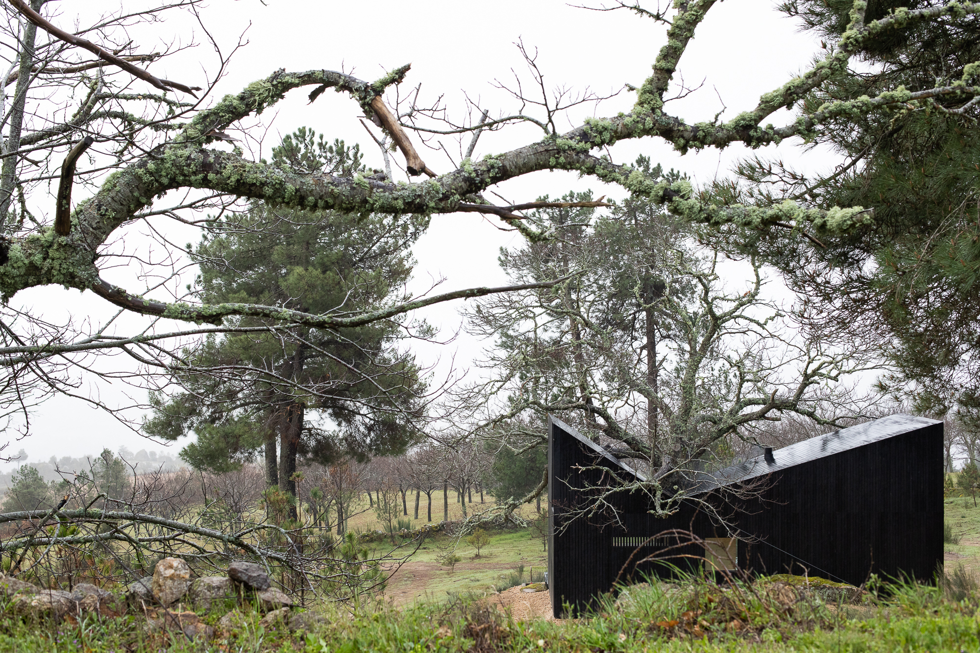 Black-clad volumes sheltered by windswept coastal pines on a sloped grassy hillside