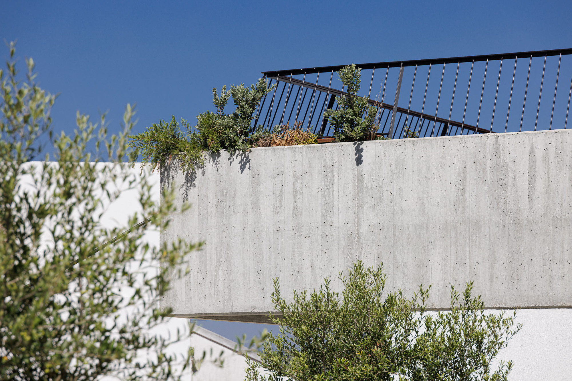 Detail of the board-formed concrete parapet with planted edge and metal railing against blue sky