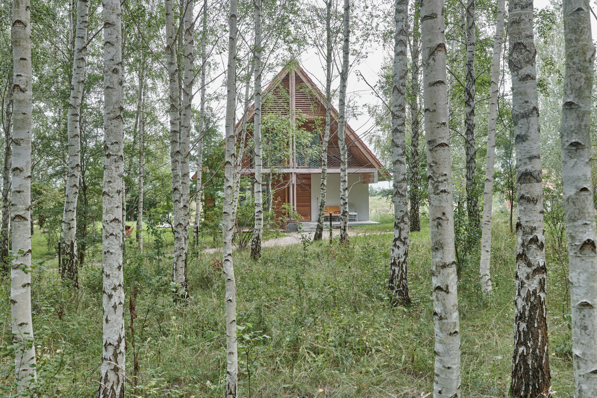 Rear view of the timber-clad gable end visible through a grove of white birch trees