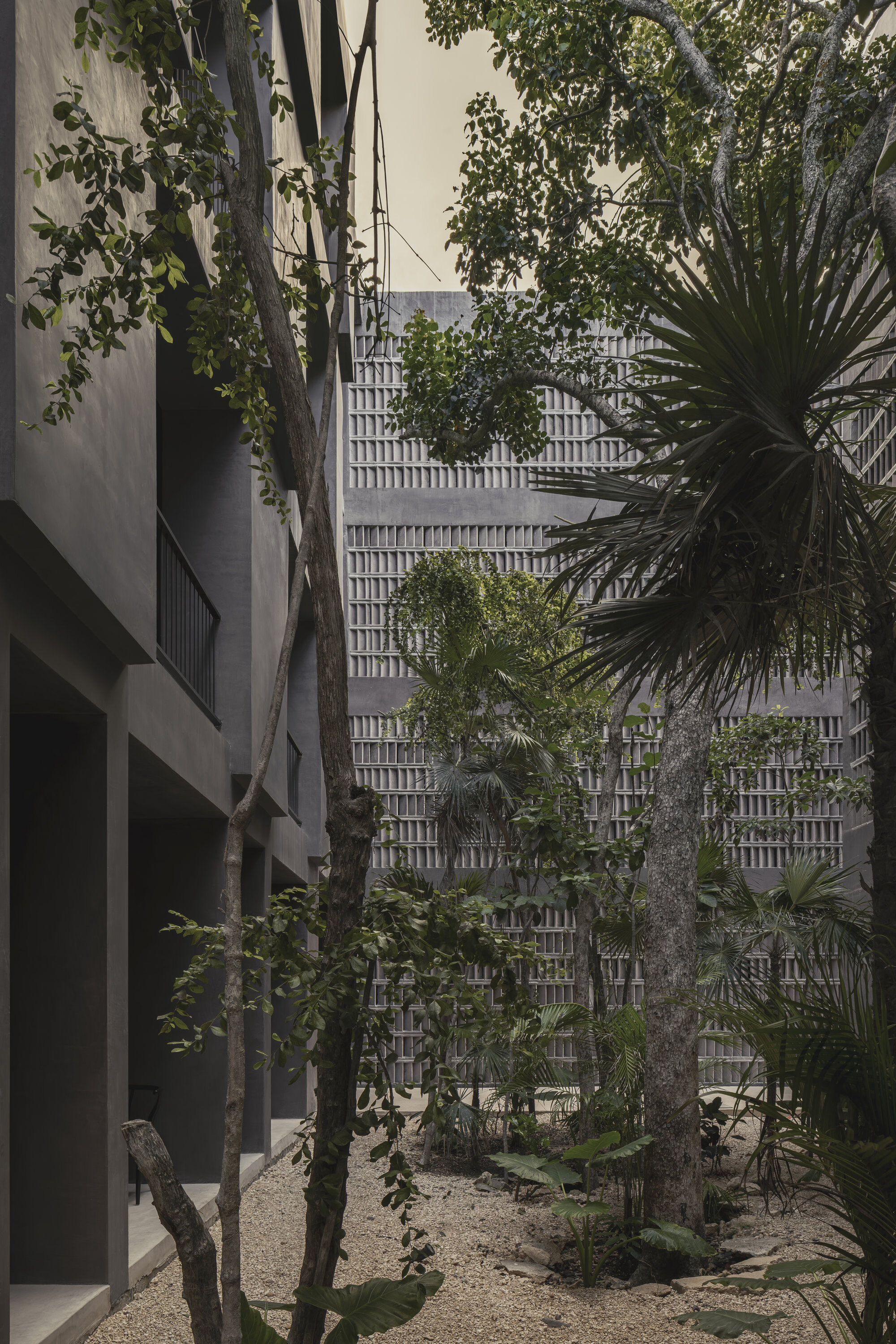 Courtyard garden with mature trees and palms between concrete volumes and a cast concrete block screen wall