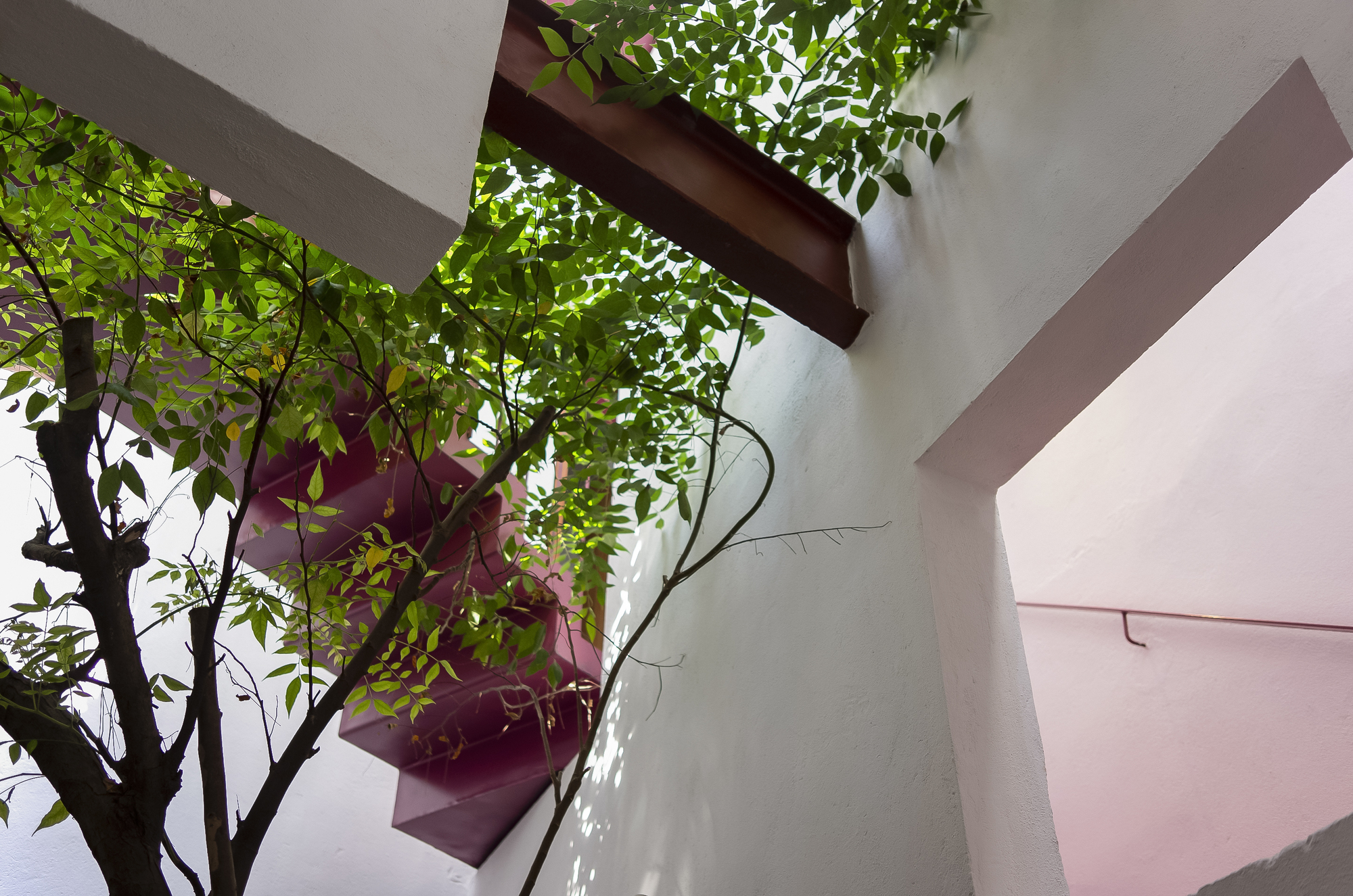 Upward view of the interior courtyard tree growing between white walls and pink angular volumes