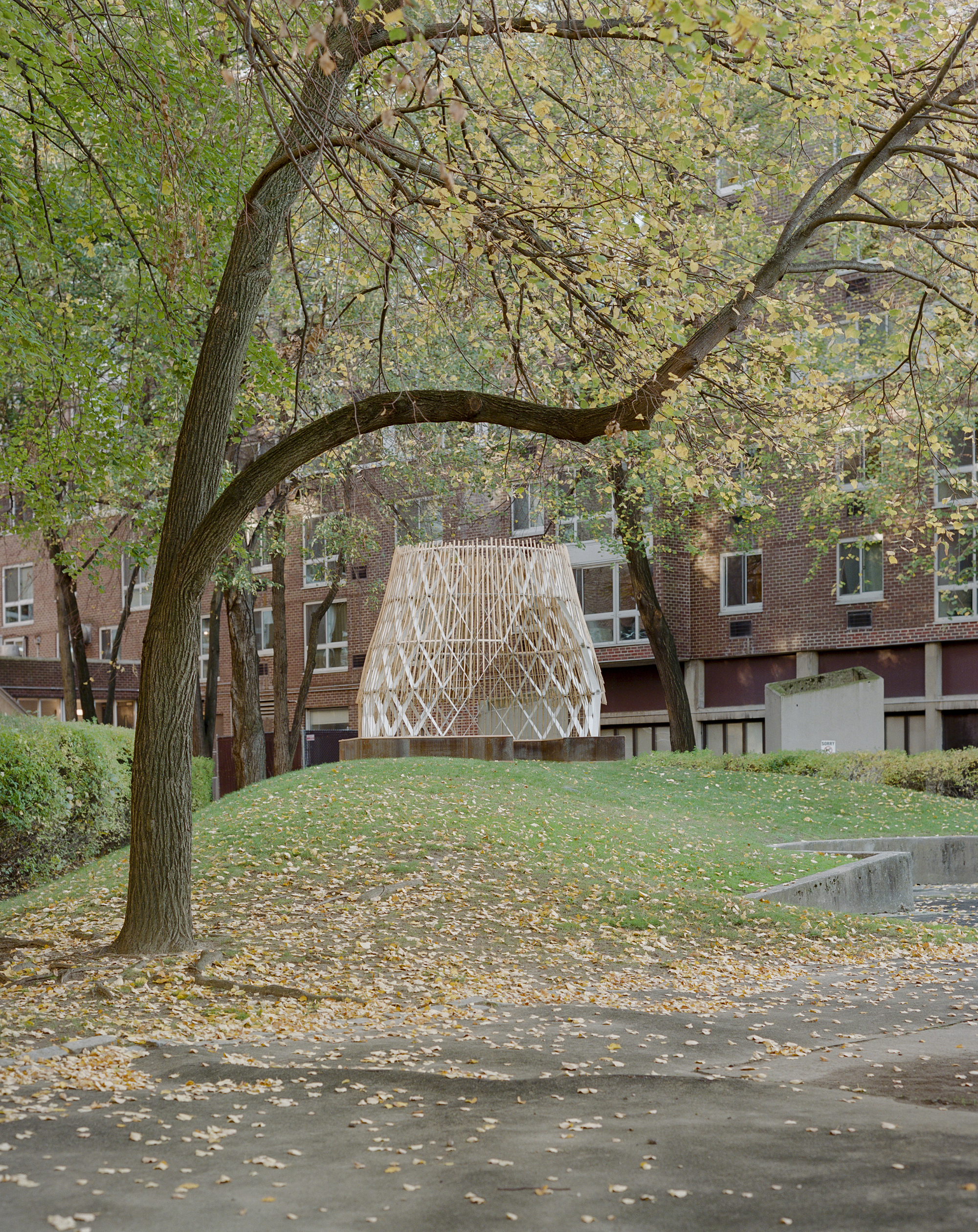 Distant view of the timber dome beneath a curved tree limb with fallen leaves on the pavement