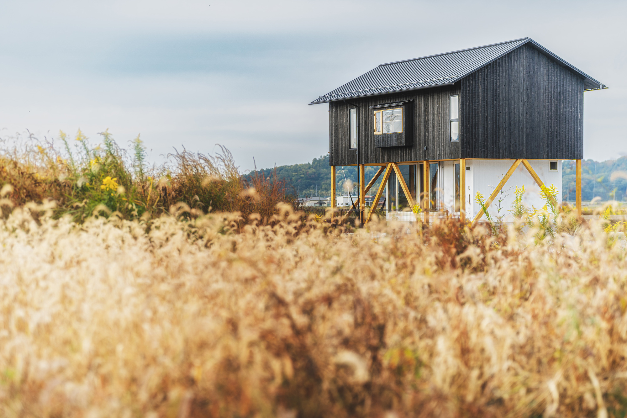 Dark timber-clad upper volume on yellow diagonal bracing stilts rising above dry golden grasses