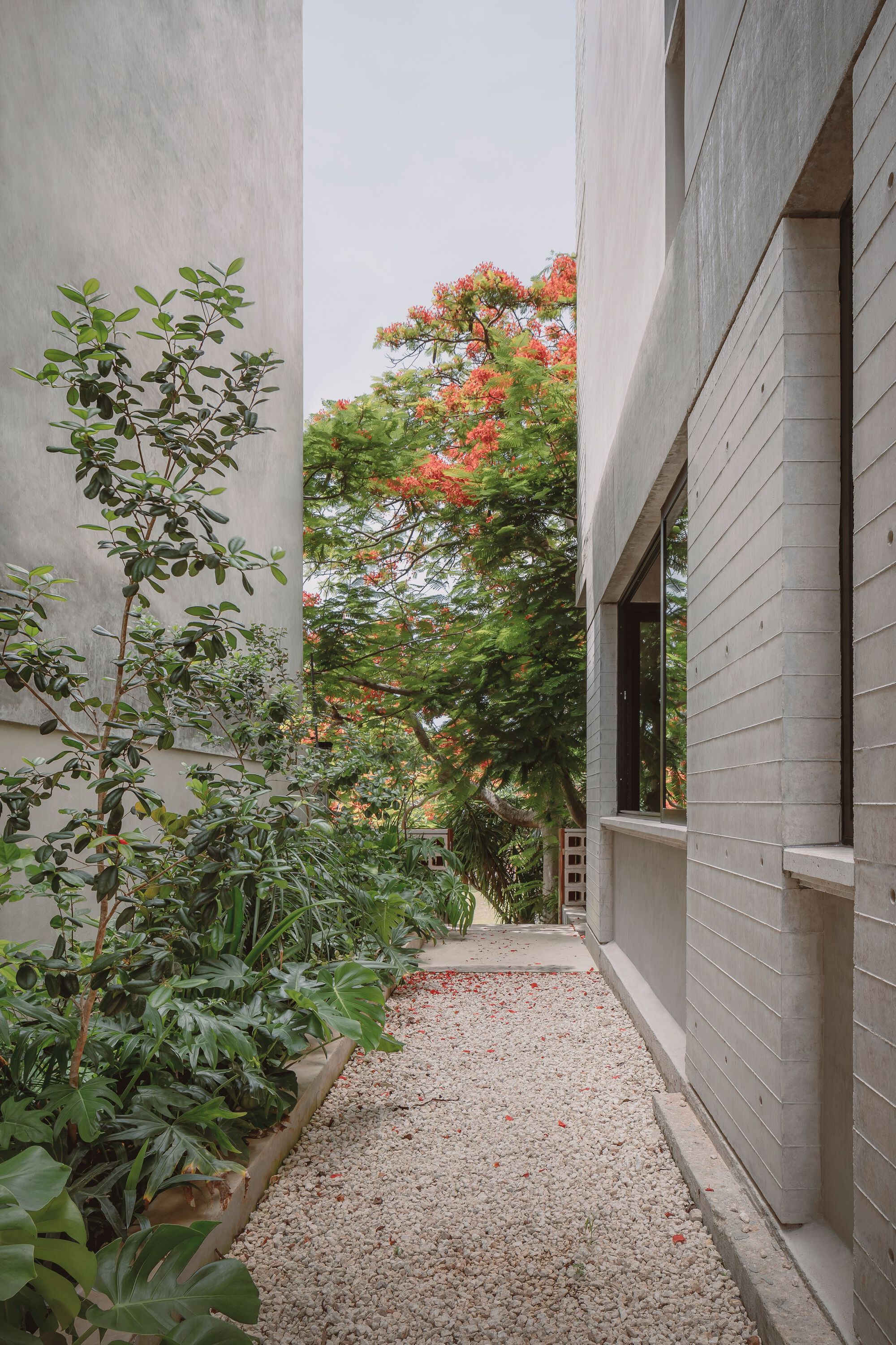 Gravel pathway between board-formed concrete walls with potted plants and flowering tree overhead