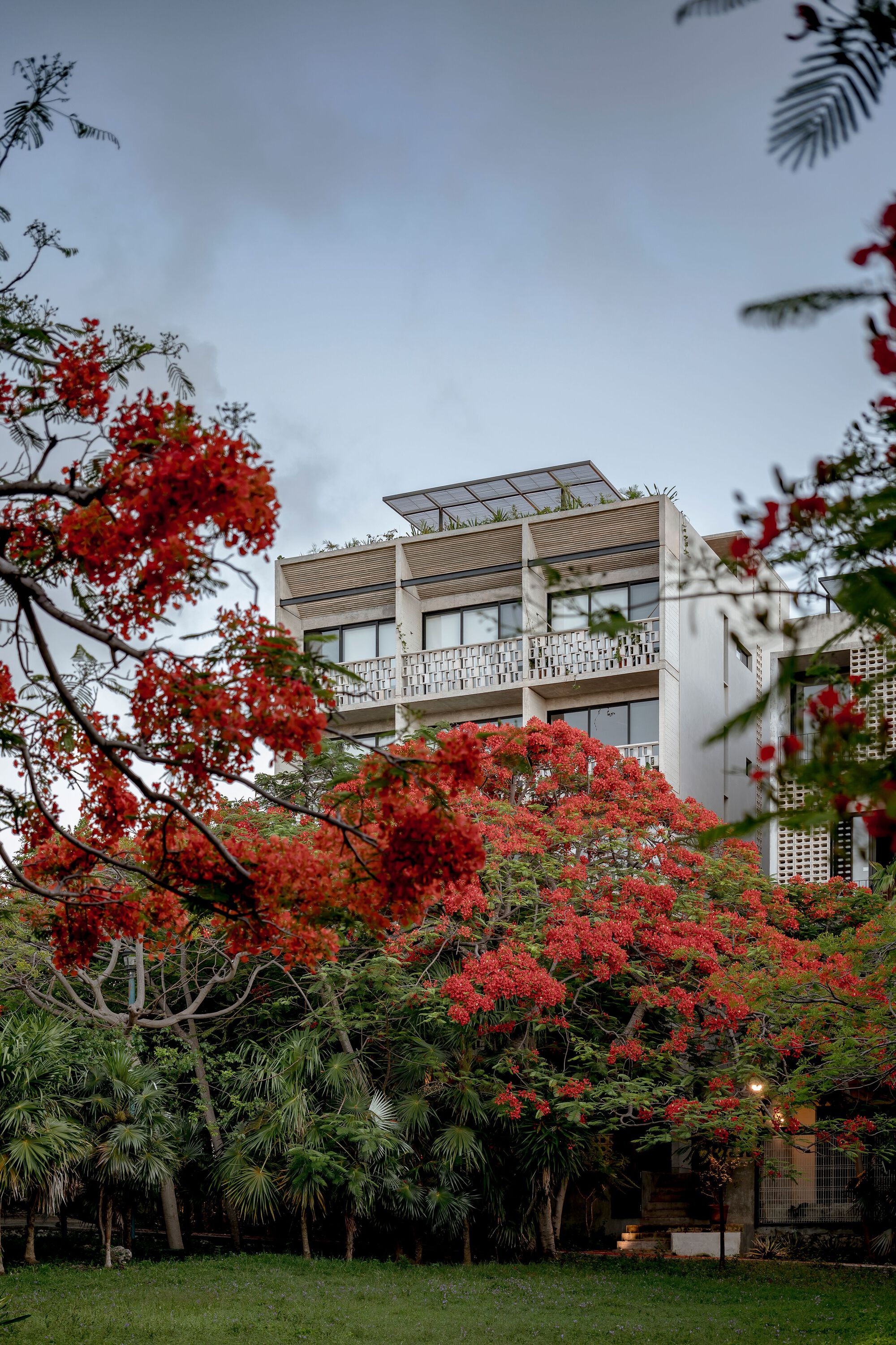 Upper facade with balconies and rooftop pergola framed by flowering flame tree branches in the foreground