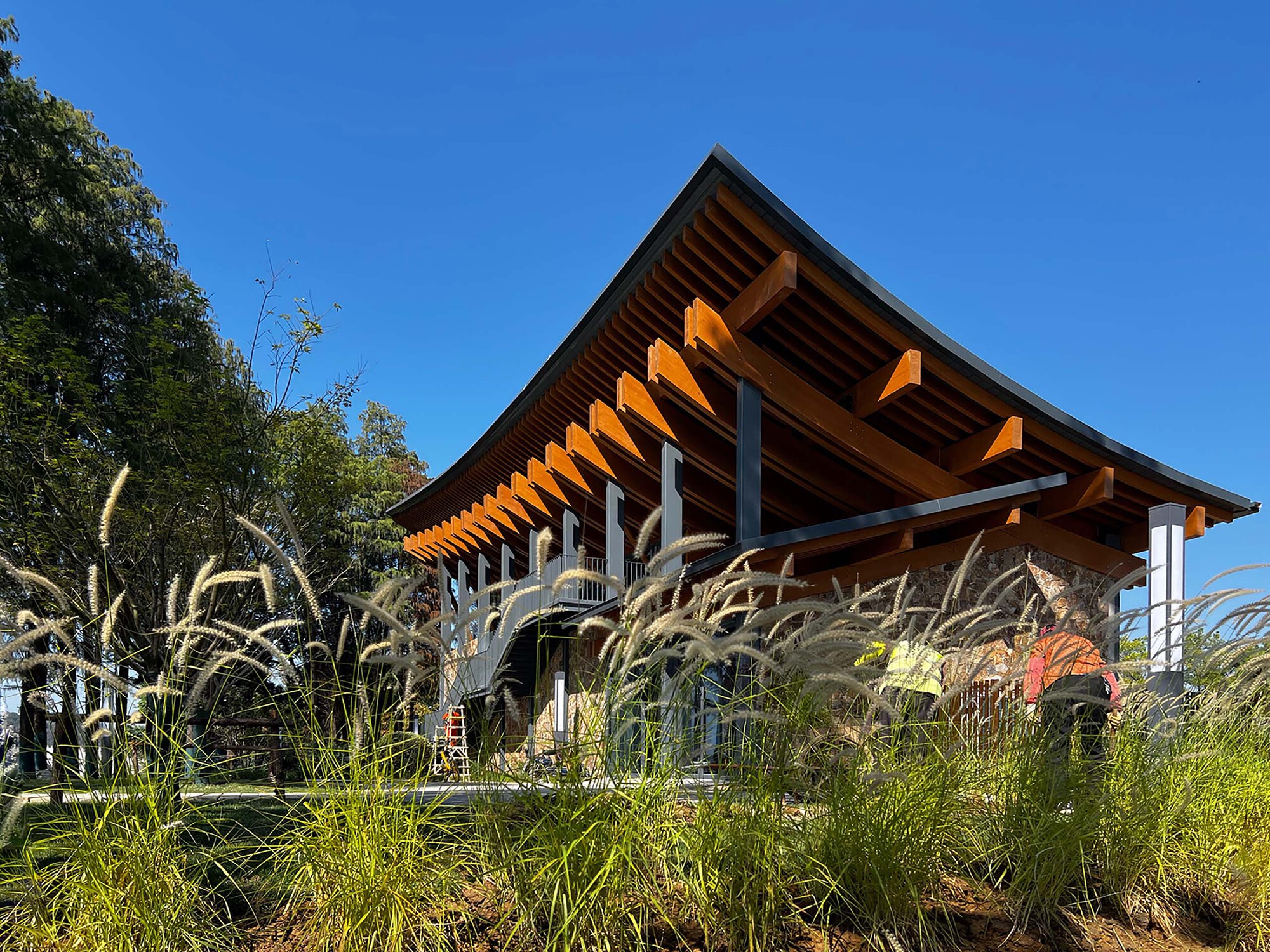 Sweeping timber eave with exposed rafters and brackets above glass walls seen through tall ornamental grasses in sunlight