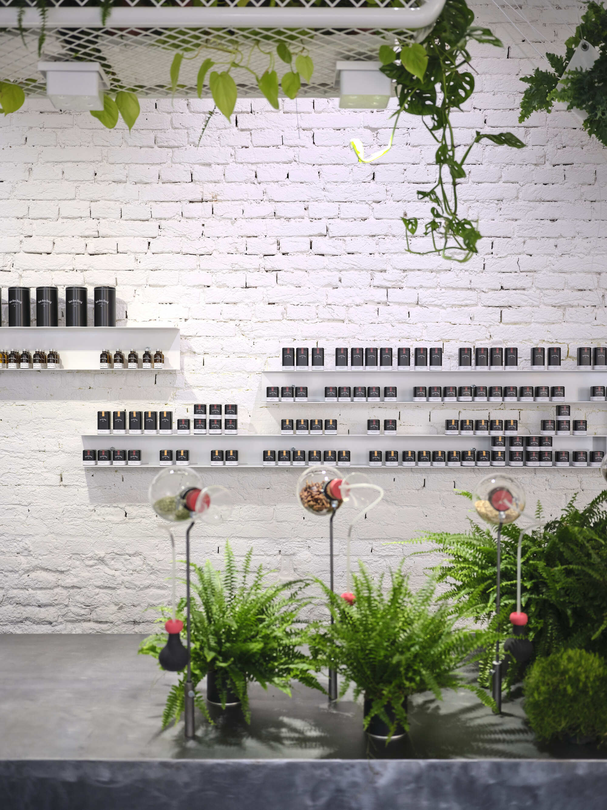 White painted brick wall with floating shelves displaying product bottles above potted ferns and hanging vines