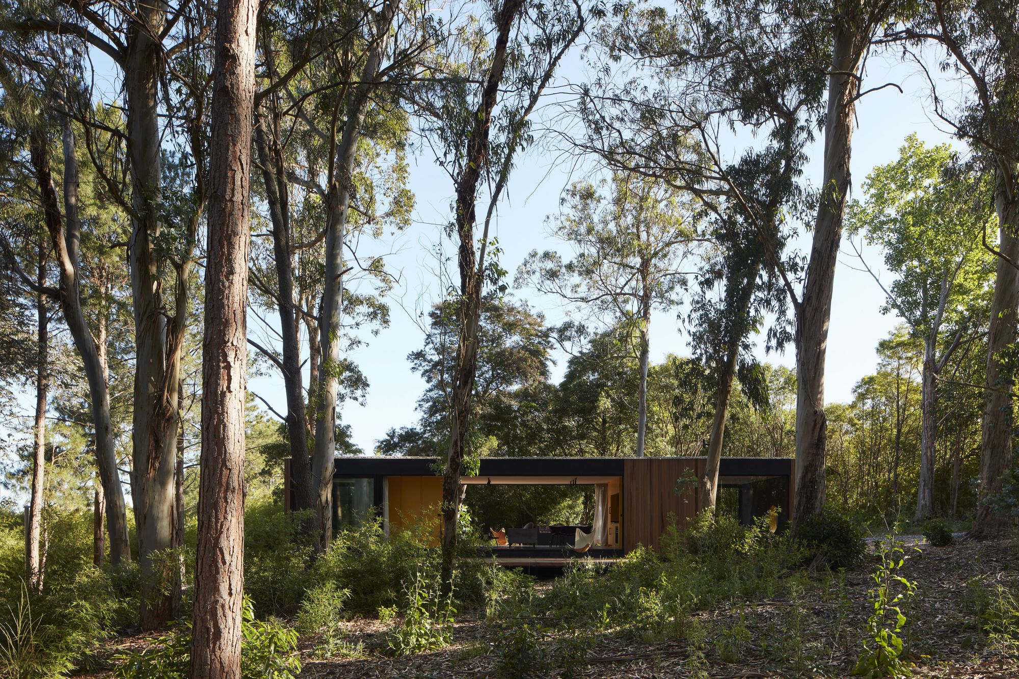 Long view of the low-slung pavilion nestled among tall eucalyptus trunks on a sloped site