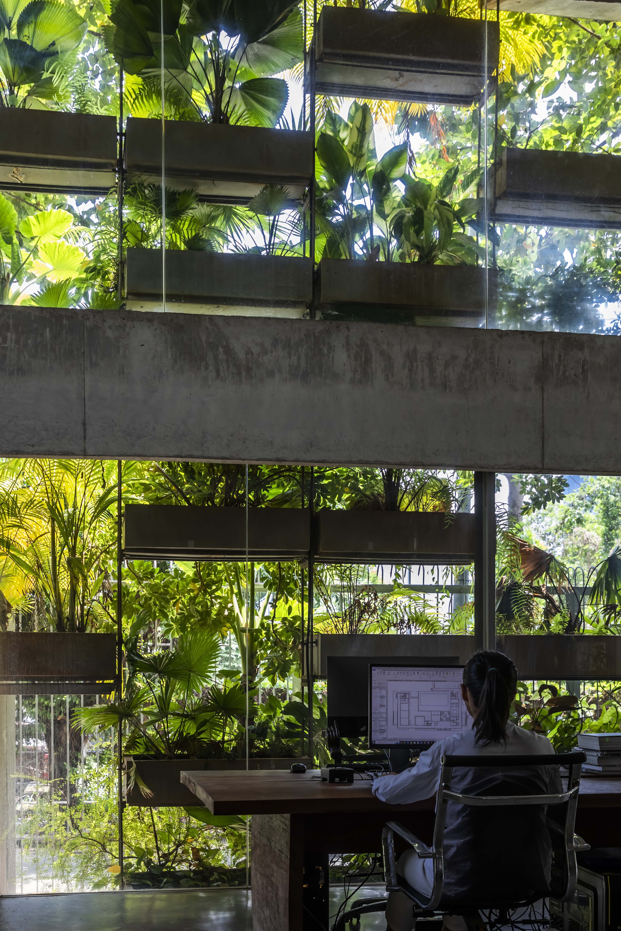 Person working at desk surrounded by concrete planting boxes filled with tropical foliage and ferns