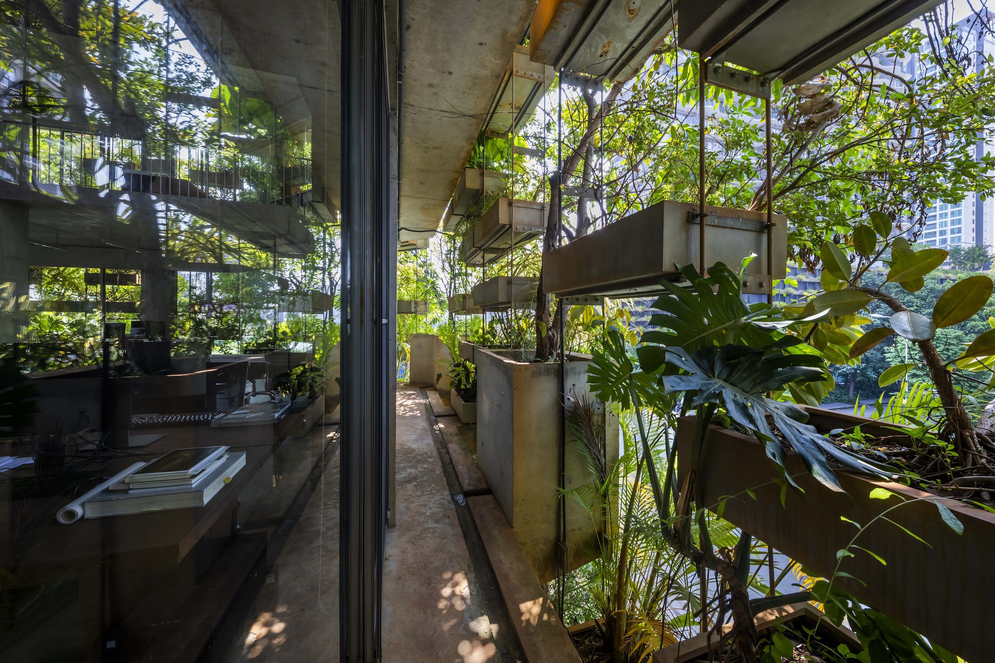 Planted terraces with concrete troughs containing palms and broad-leafed plants in dappled afternoon light