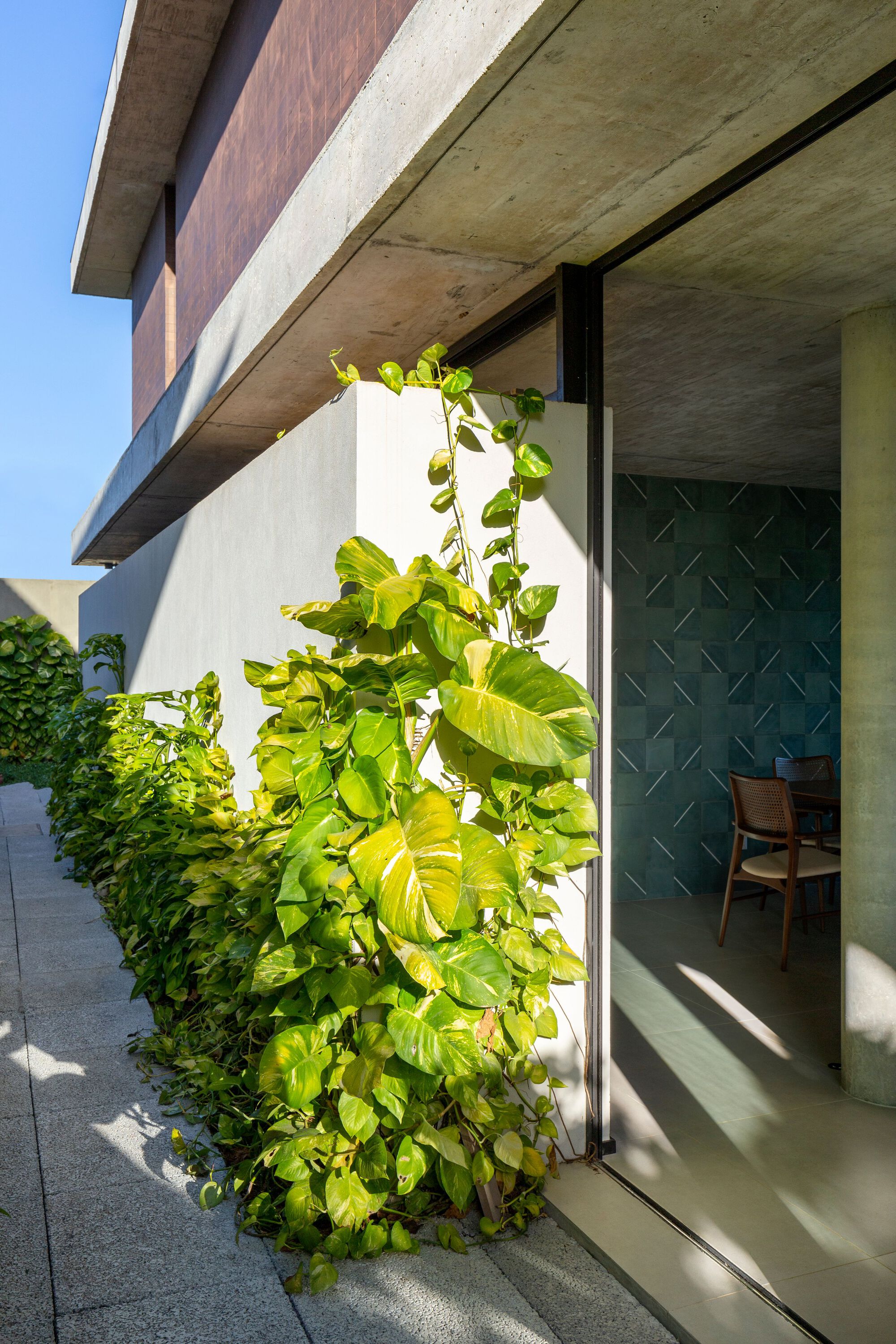Climbing pothos vine trained against white wall beside glazed door under cantilevered concrete slab in sunlight