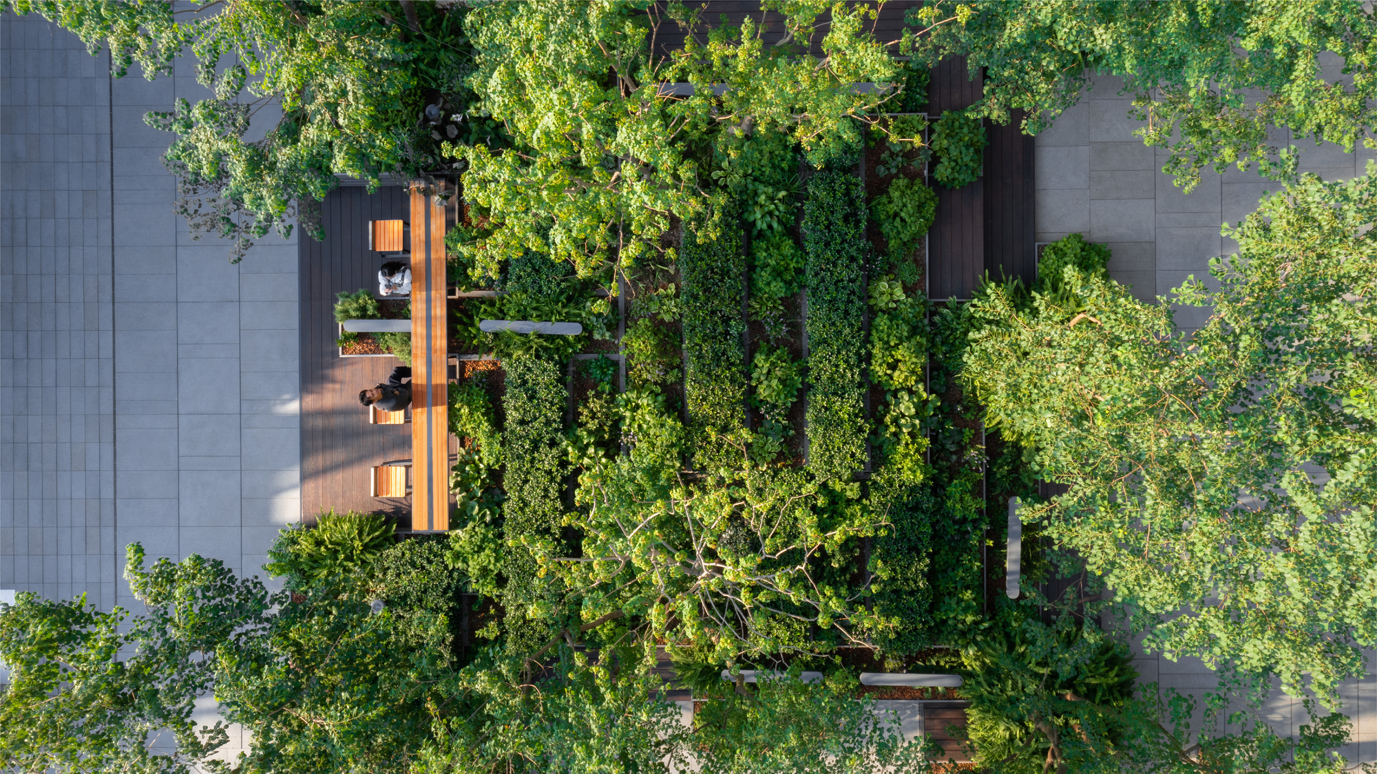 Overhead view of courtyard with timber pavilion structure surrounded by dense tree canopy and paved paths