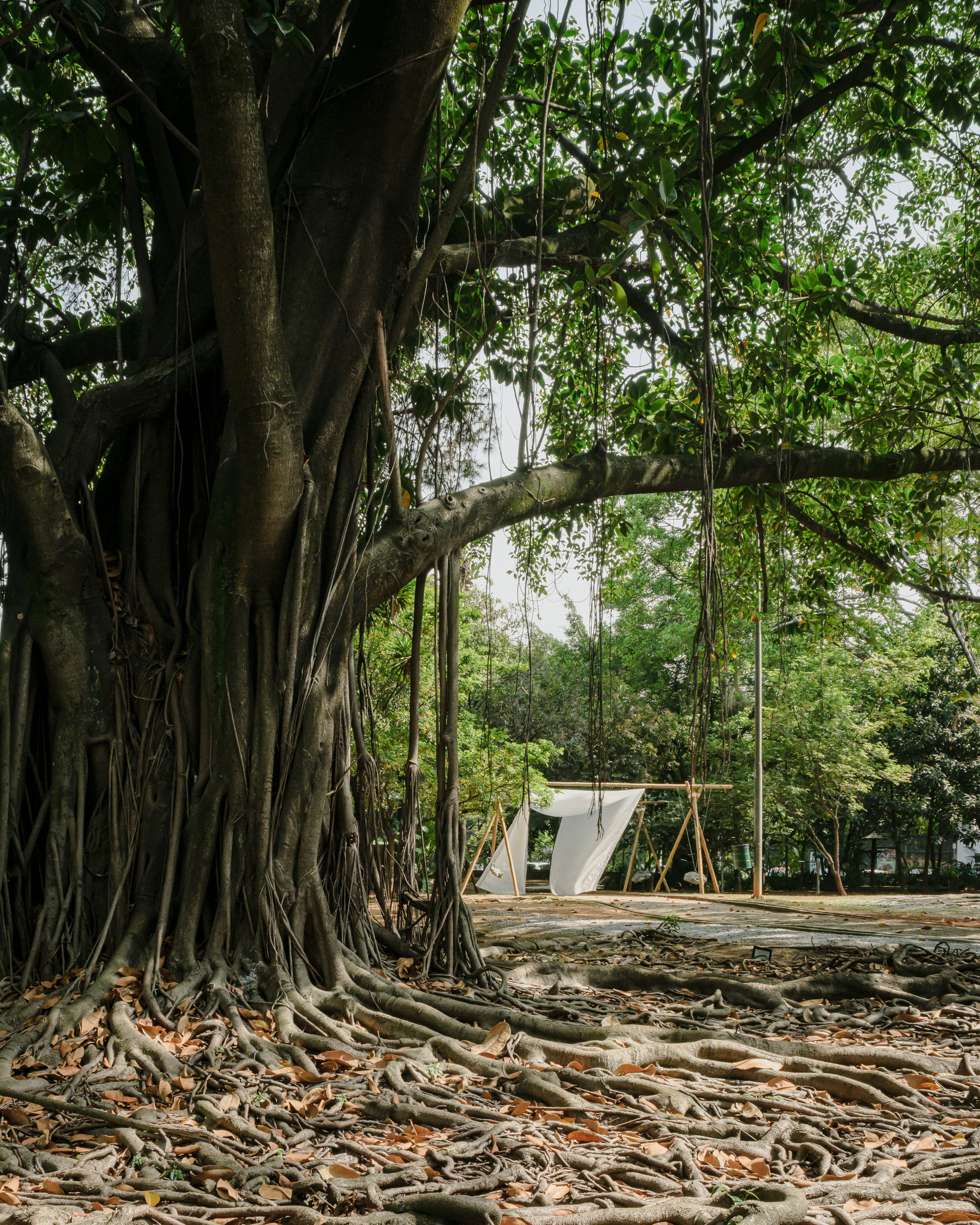 View from beneath a banyan tree with exposed roots toward the fabric pavilion in the distance