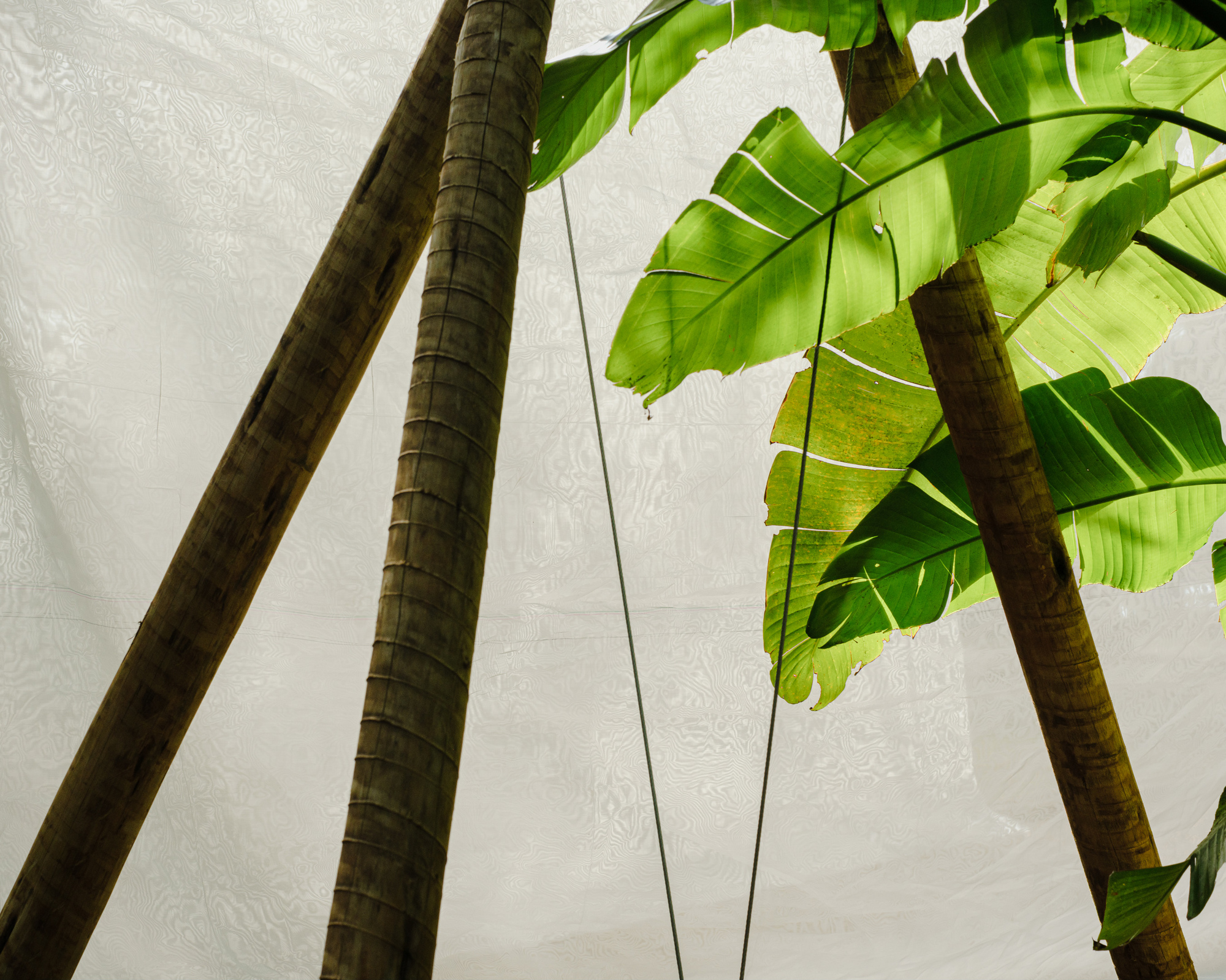 Bamboo support poles meeting banana leaves against a white fabric ceiling