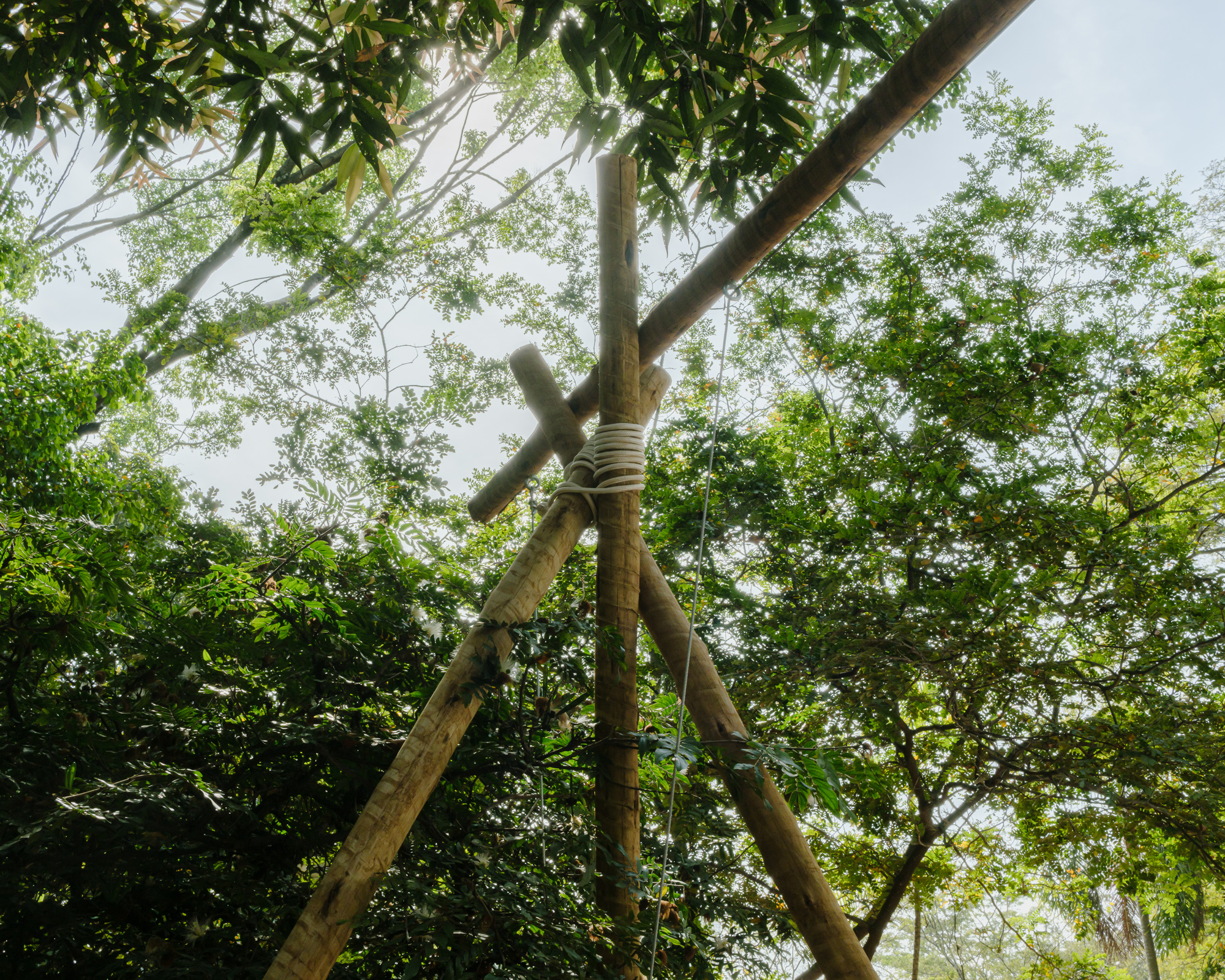 Lashed bamboo joint at the apex of the support frame beneath the tree canopy