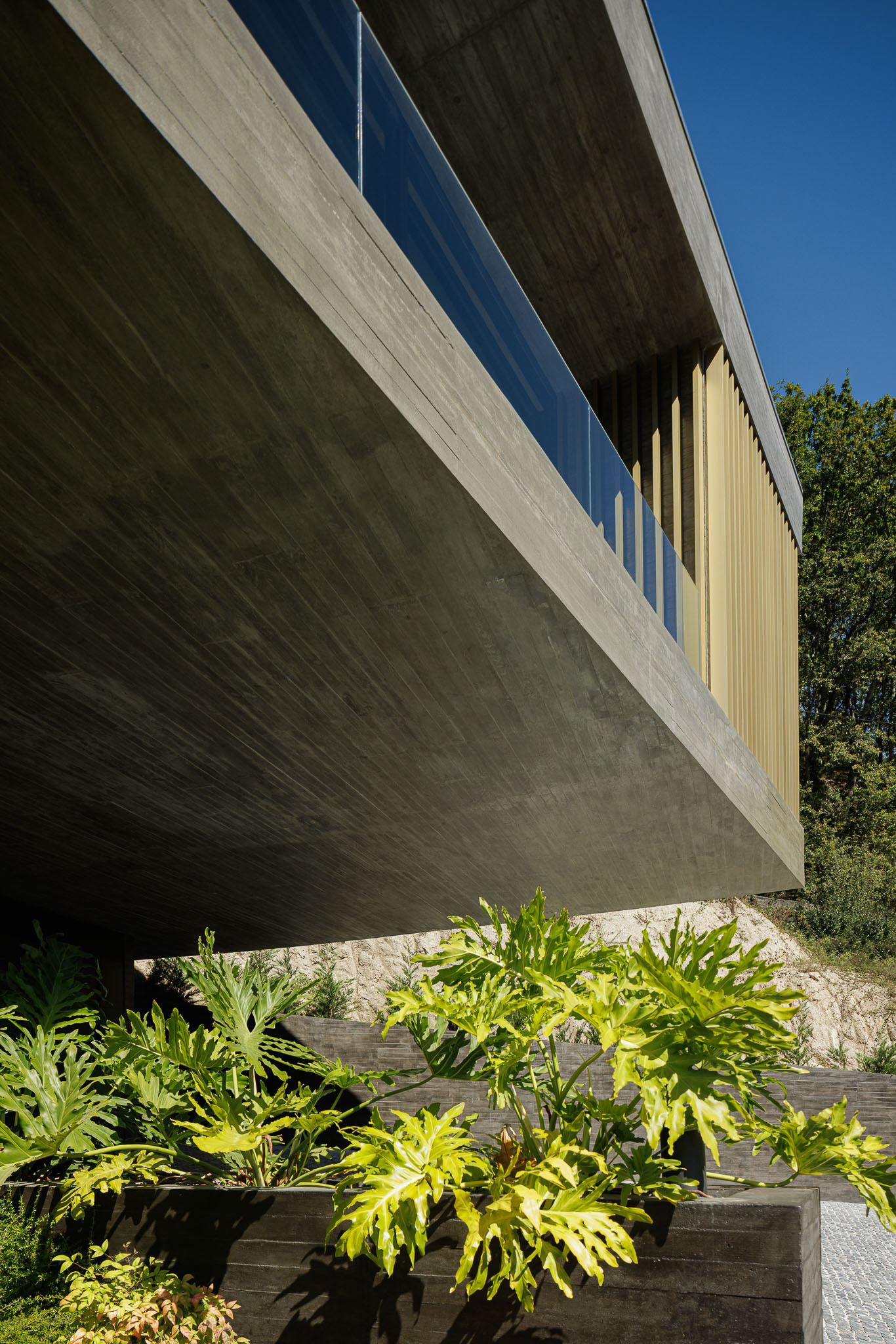 Underside of the cantilevered concrete slab above a planted bed with split-leaf philodendron