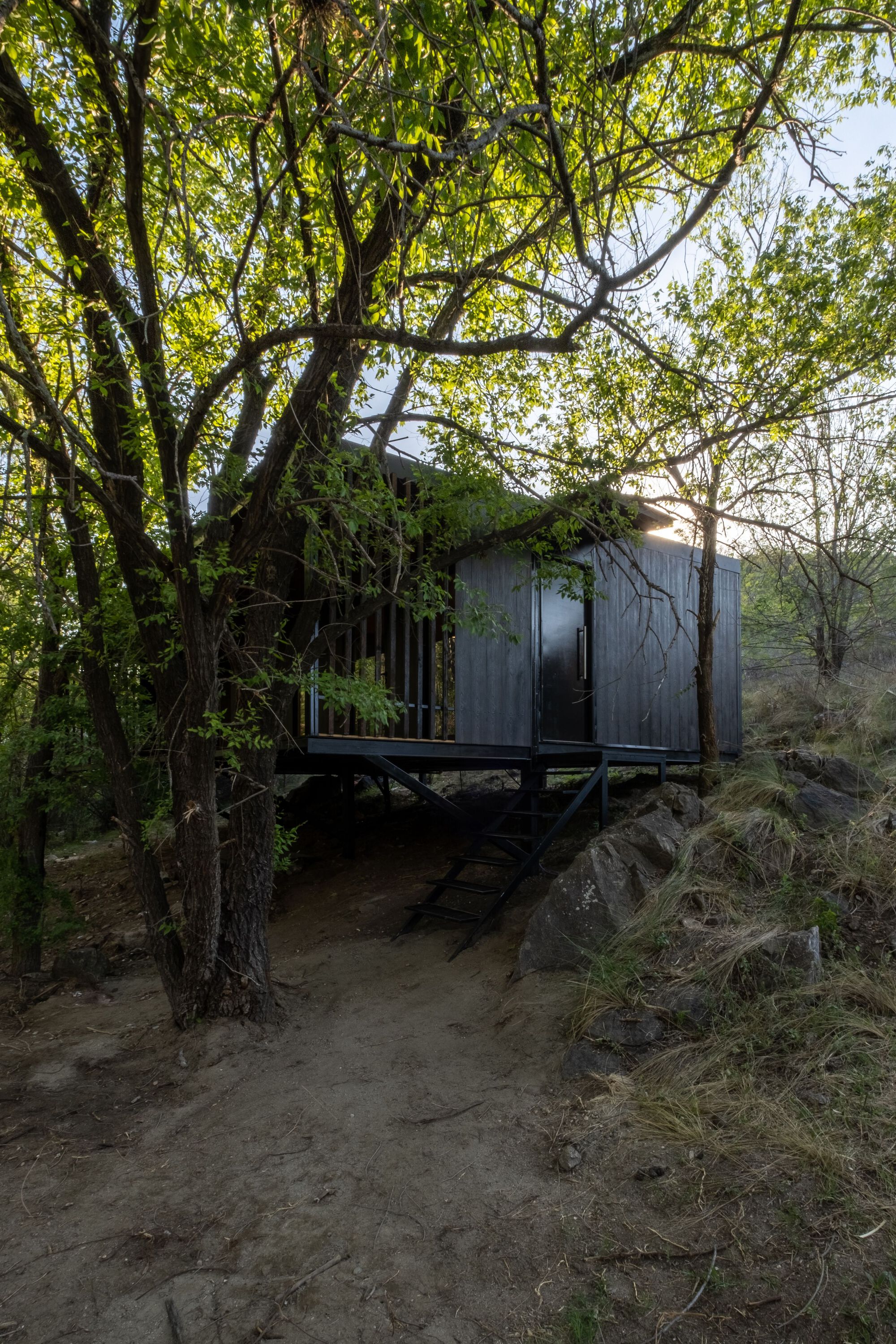 Elevated black timber cabin on steel stilts nestled under dense tree canopy beside a dirt path