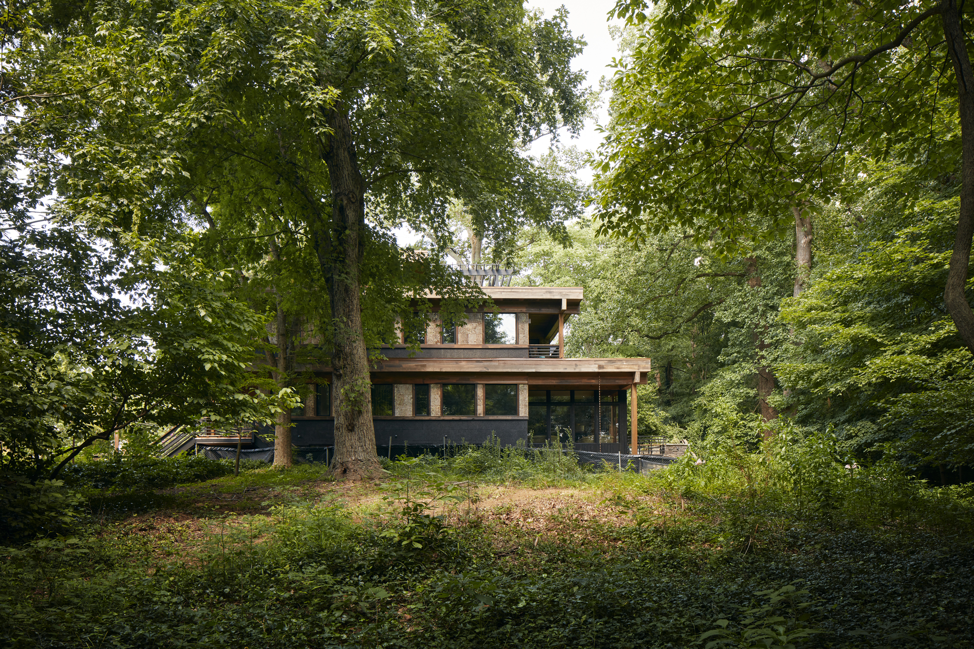 Rear elevation nestled among tall trees with tiered rooflines and horizontal band windows visible through foliage