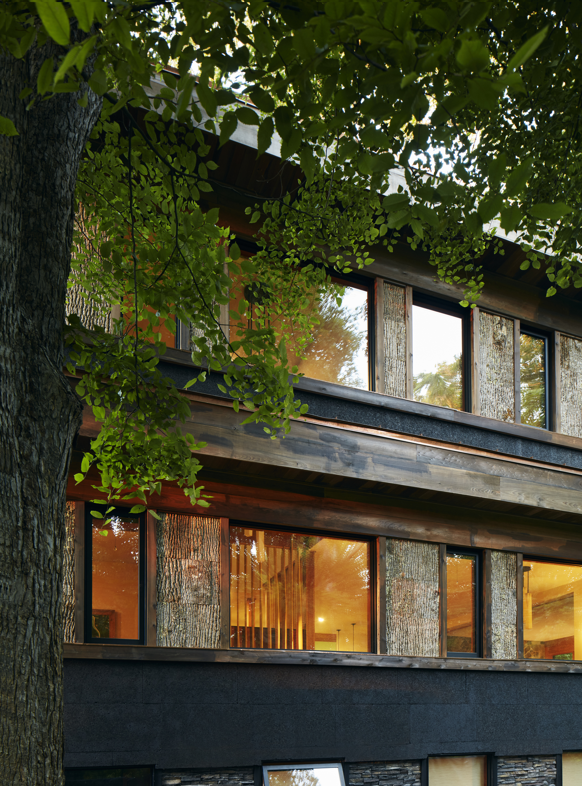 Layered facade detail framed by a mature tree trunk and overhanging branches