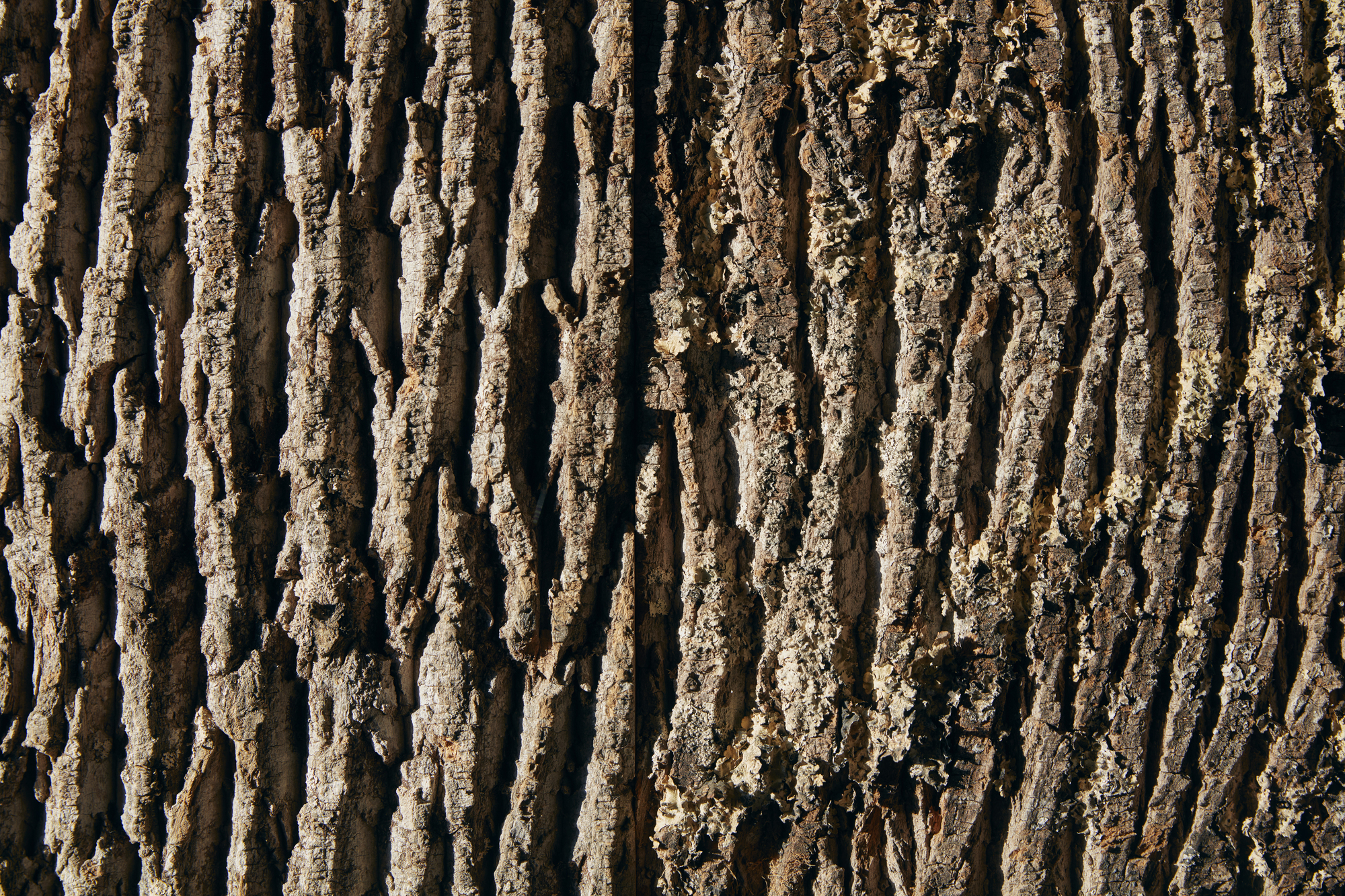 Detail of deeply fissured tree bark texture in direct sunlight