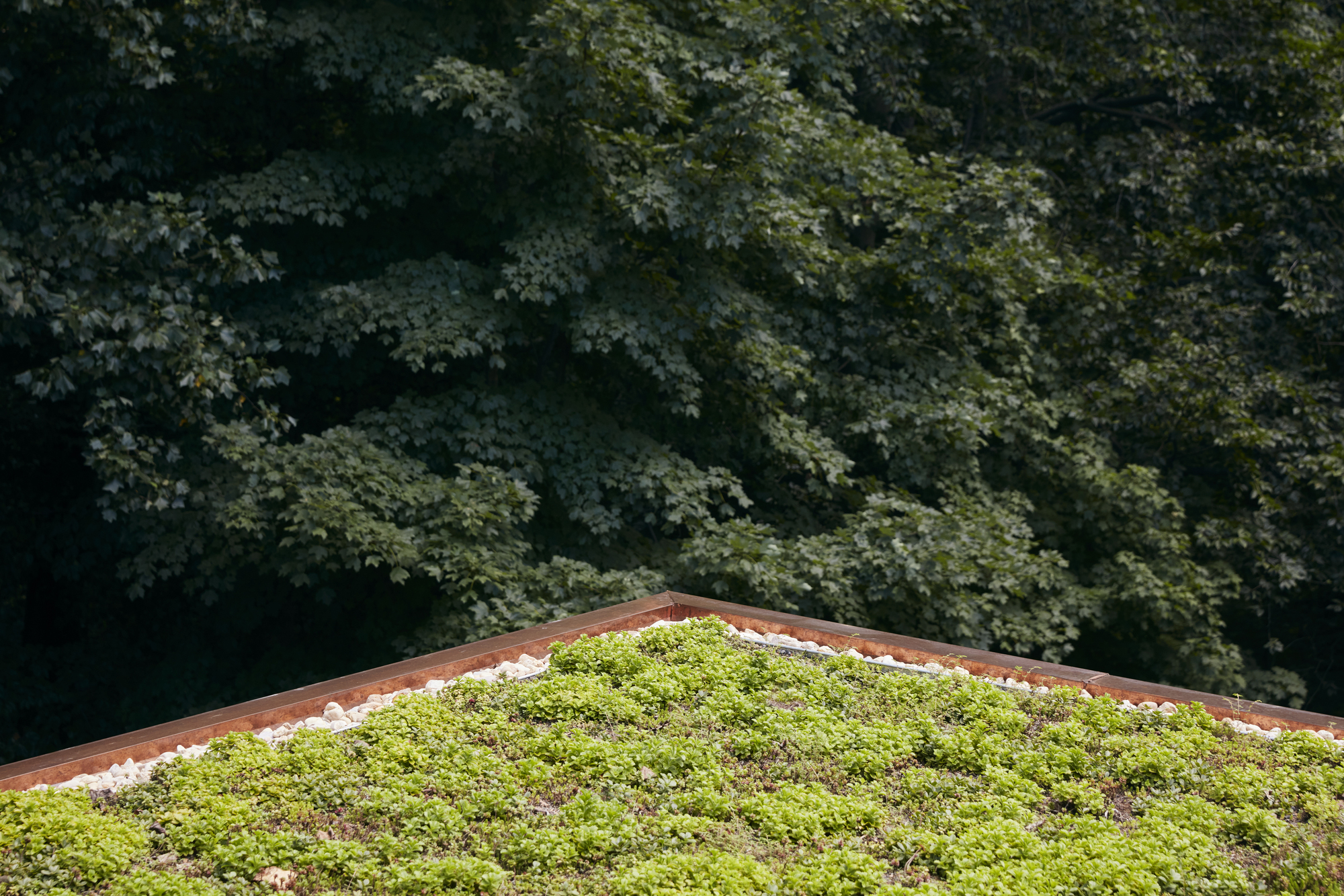 Green roof planted with moss and sedums against a wooded backdrop